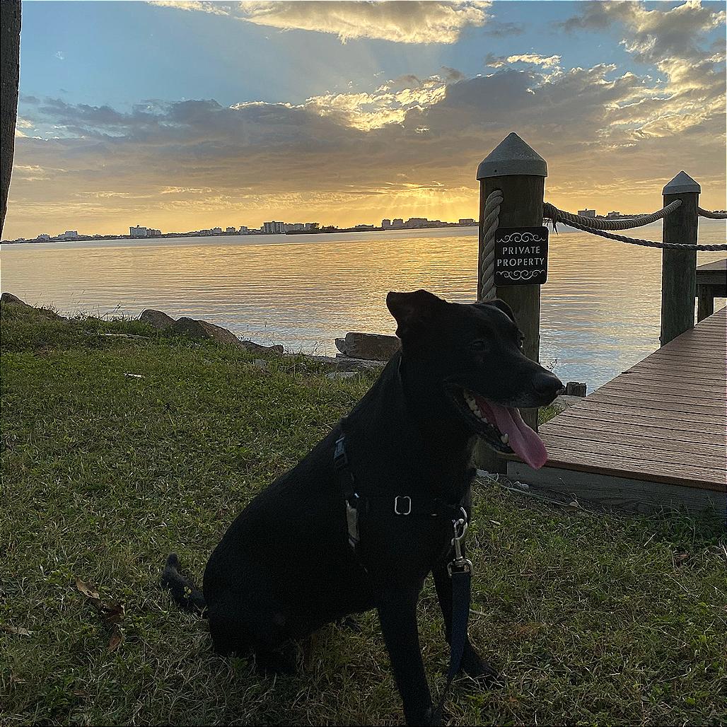 Enlarge Boo, a Adoptable Black Labrador Retriever in Corvallis, OR image 2/4