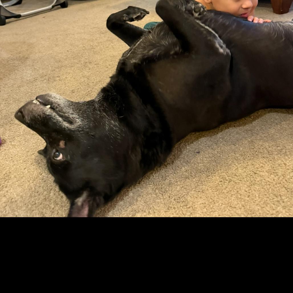 Enlarge Boo, a Adoptable Black Labrador Retriever in Corvallis, OR image 3/4