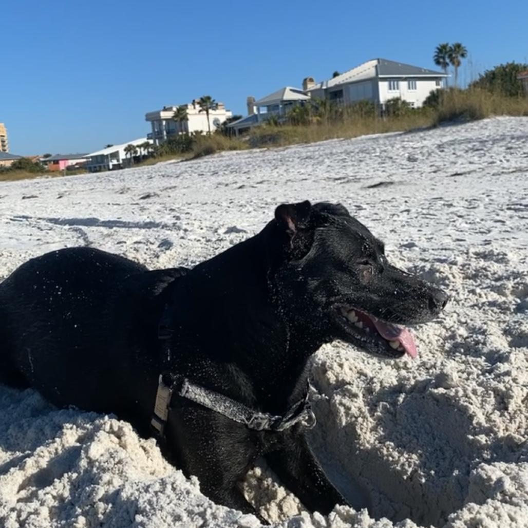 Enlarge Boo, a Adoptable Black Labrador Retriever in Corvallis, OR image 4/4