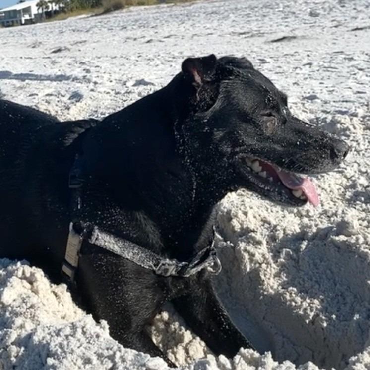 Enlarge Boo, a Adoptable Black Labrador Retriever in Corvallis, OR image 3/4