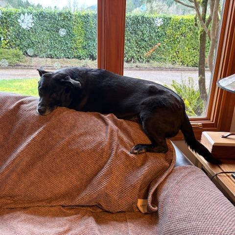 Enlarge Boo, a Adoptable Black Labrador Retriever in Corvallis, OR image 6/6