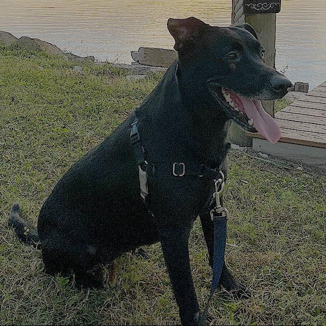 Enlarge Boo, a Adoptable Black Labrador Retriever in Corvallis, OR image 4/4