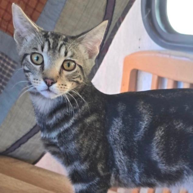 Mateo, Adoptable, Young Male Domestic Short Hair.