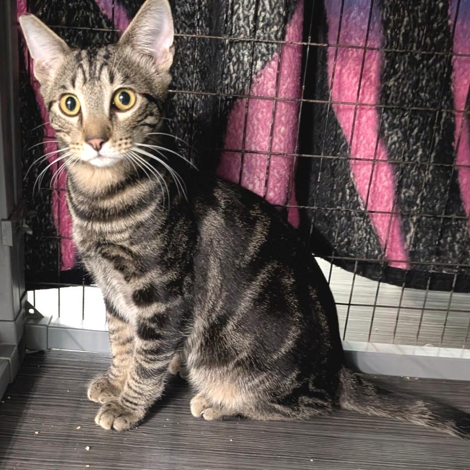 Enlarge Mateo, a Adoptable Domestic Short Hair in Redwood Valley, CA image 2/4