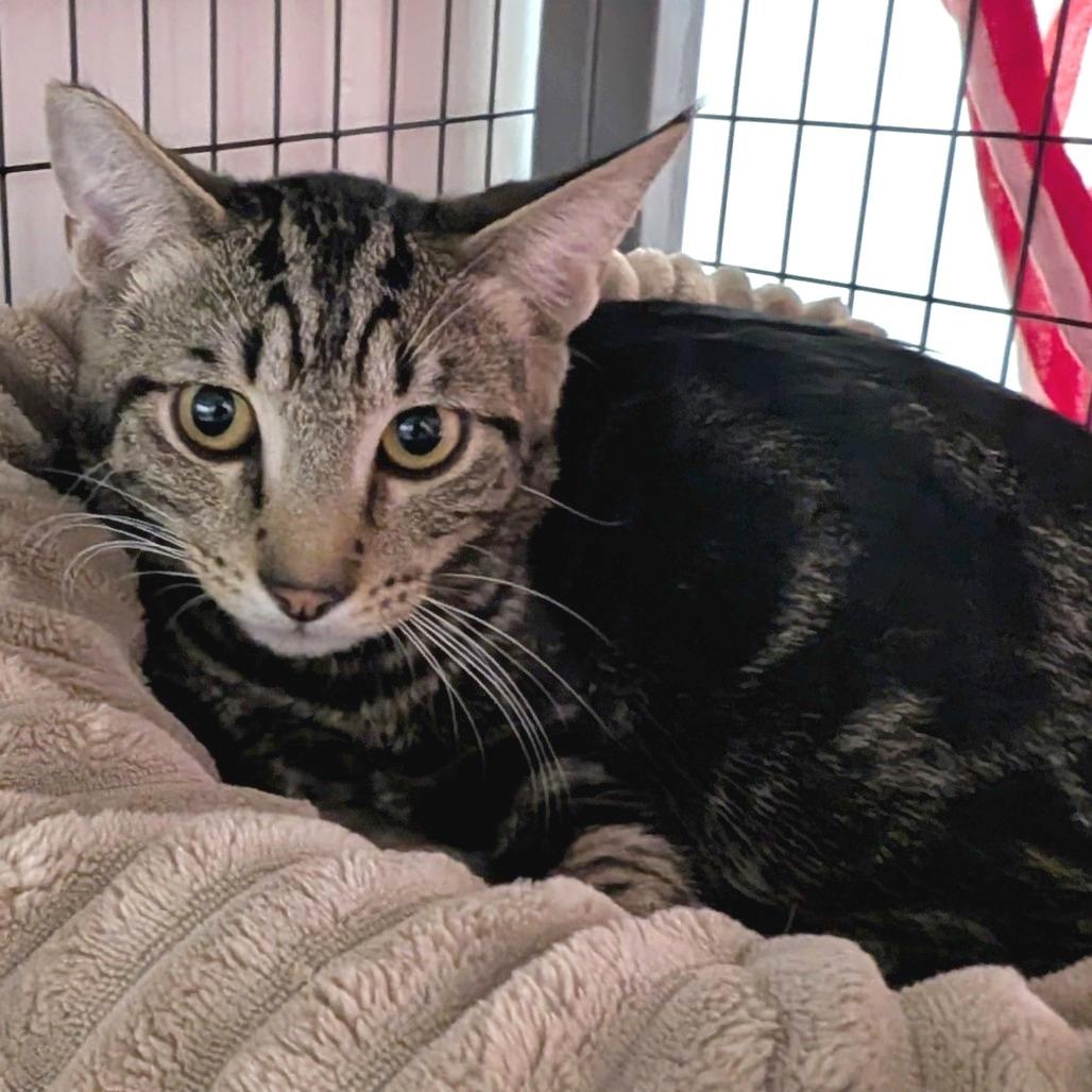 Enlarge Mateo, a Adoptable Domestic Short Hair in Redwood Valley, CA image 3/4