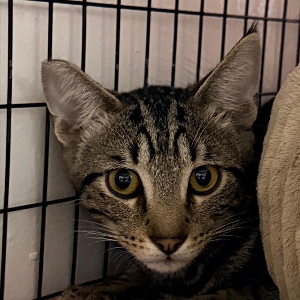 Enlarge Mateo, a Adoptable Domestic Short Hair in Redwood Valley, CA image 4/4