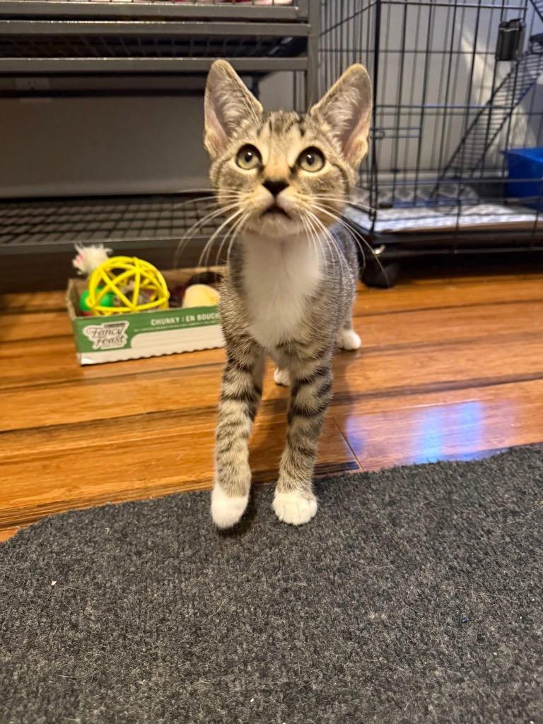 Rudolph, Adoptable, Kitten Male Domestic Short Hair.