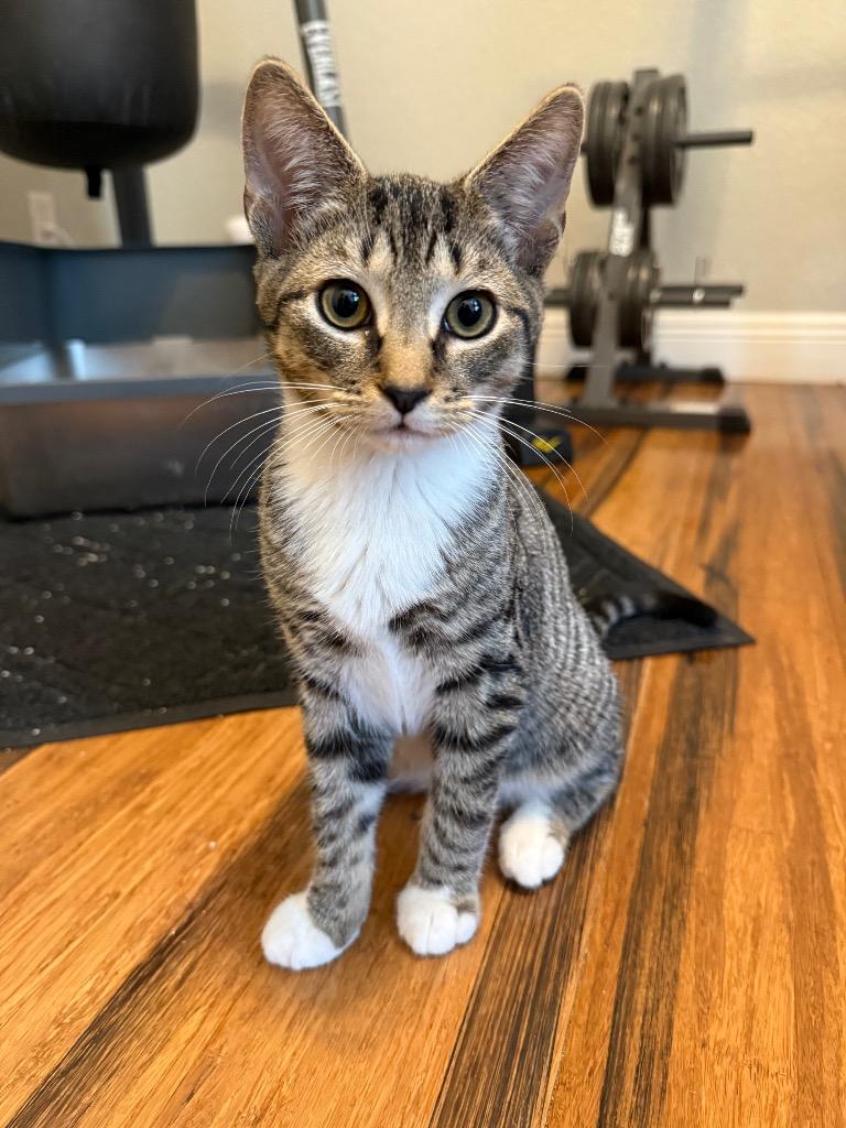 Rudolph, Adoptable, Kitten Male Domestic Short Hair.