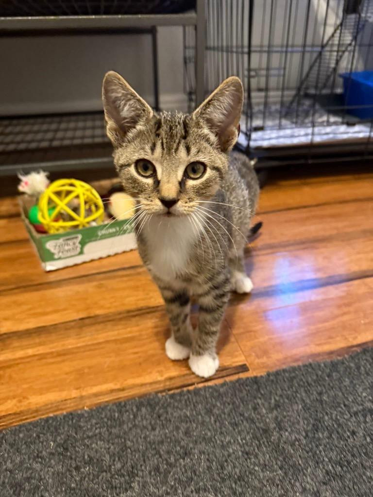 Rudolph, a Adoptable mixed breed in Orlando, FL image 1/4