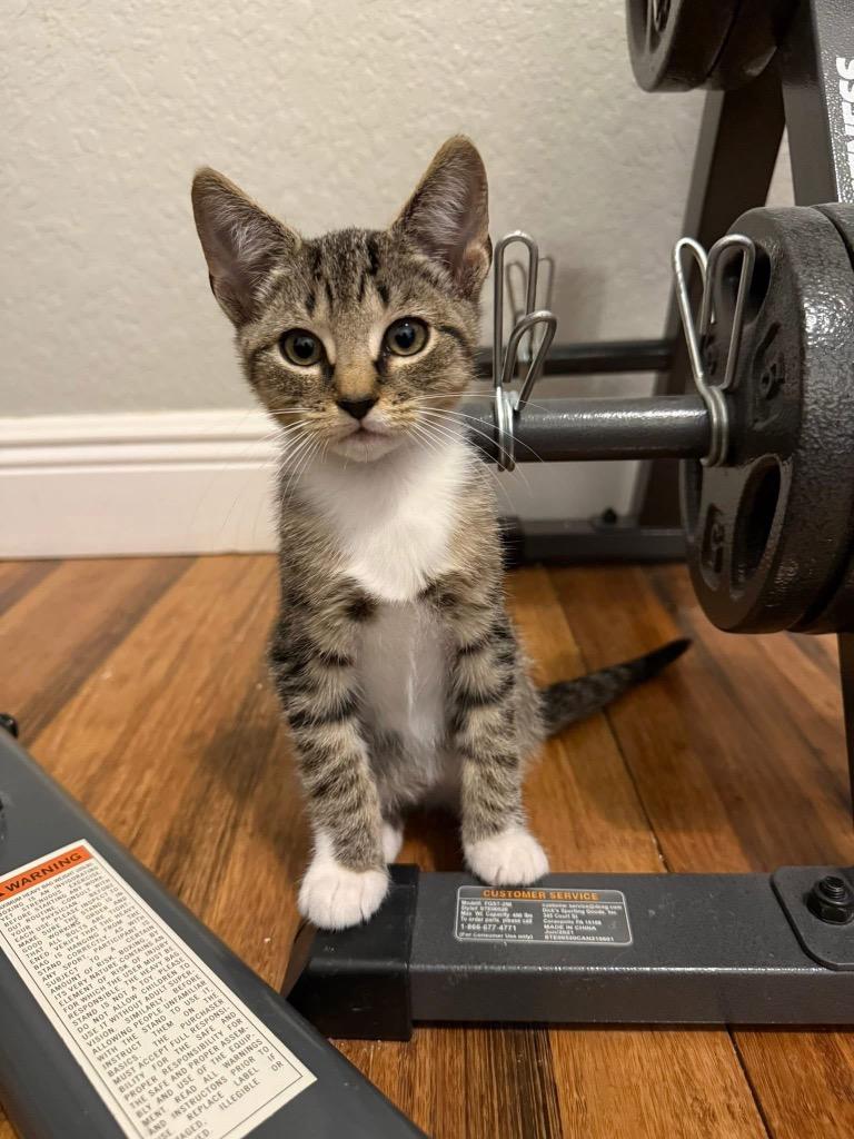 Rudolph, a Adoptable mixed breed in Orlando, FL image 3/4