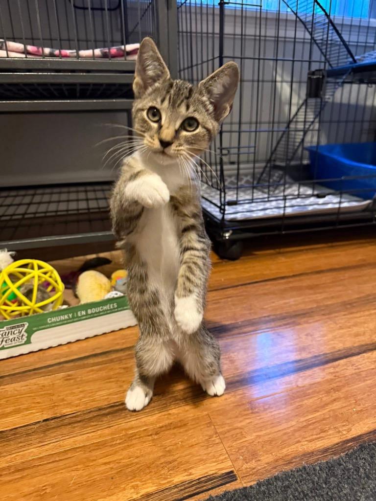 Enlarge Rudolph, a Adoptable mixed breed in Orlando, FL image 4/4