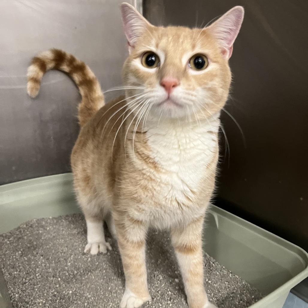 Enlarge Hubba Bubba, a Adoptable Domestic Short Hair in Houston, TX image 1/2
