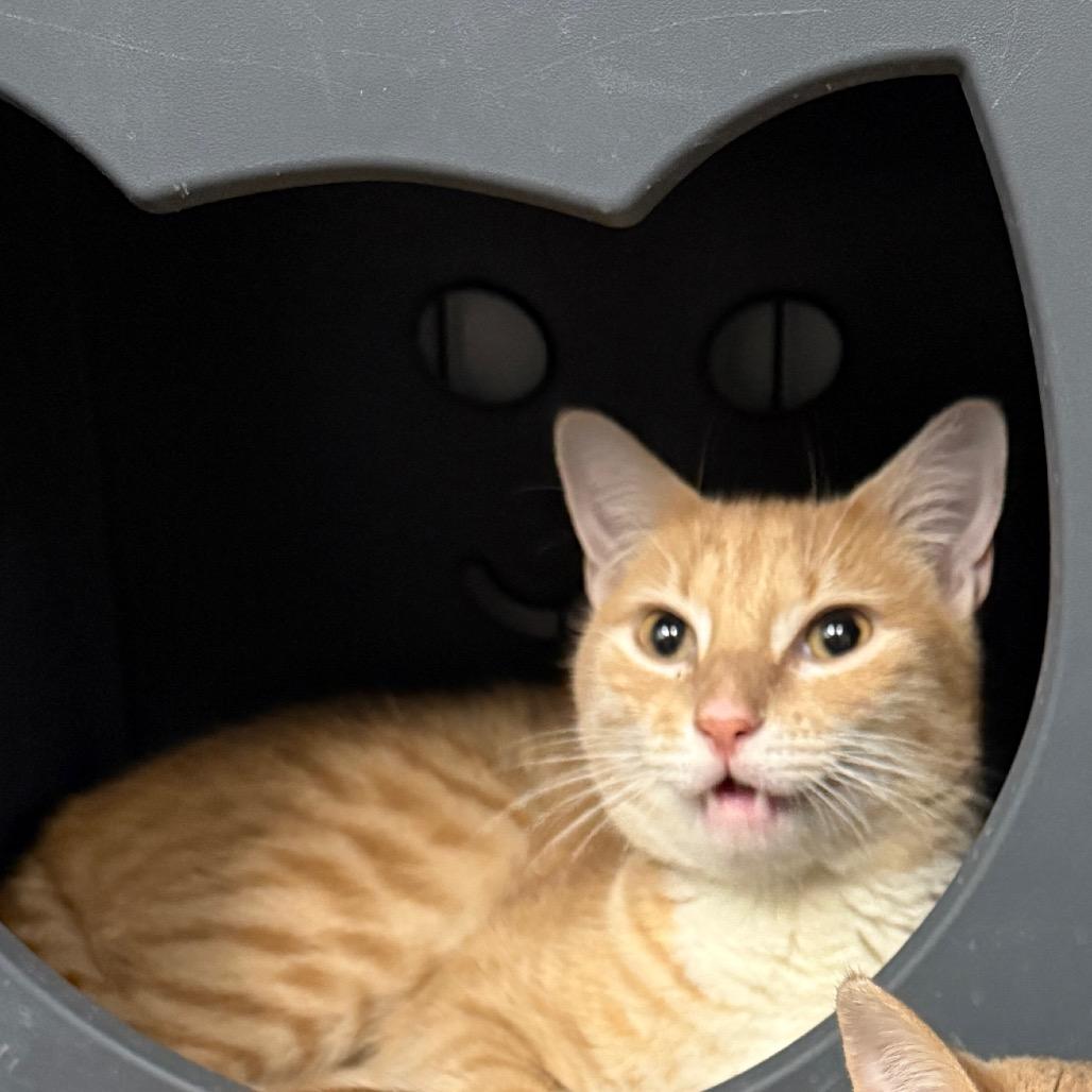 Enlarge Hubba Bubba, a Adoptable Domestic Short Hair in Houston, TX image 2/2