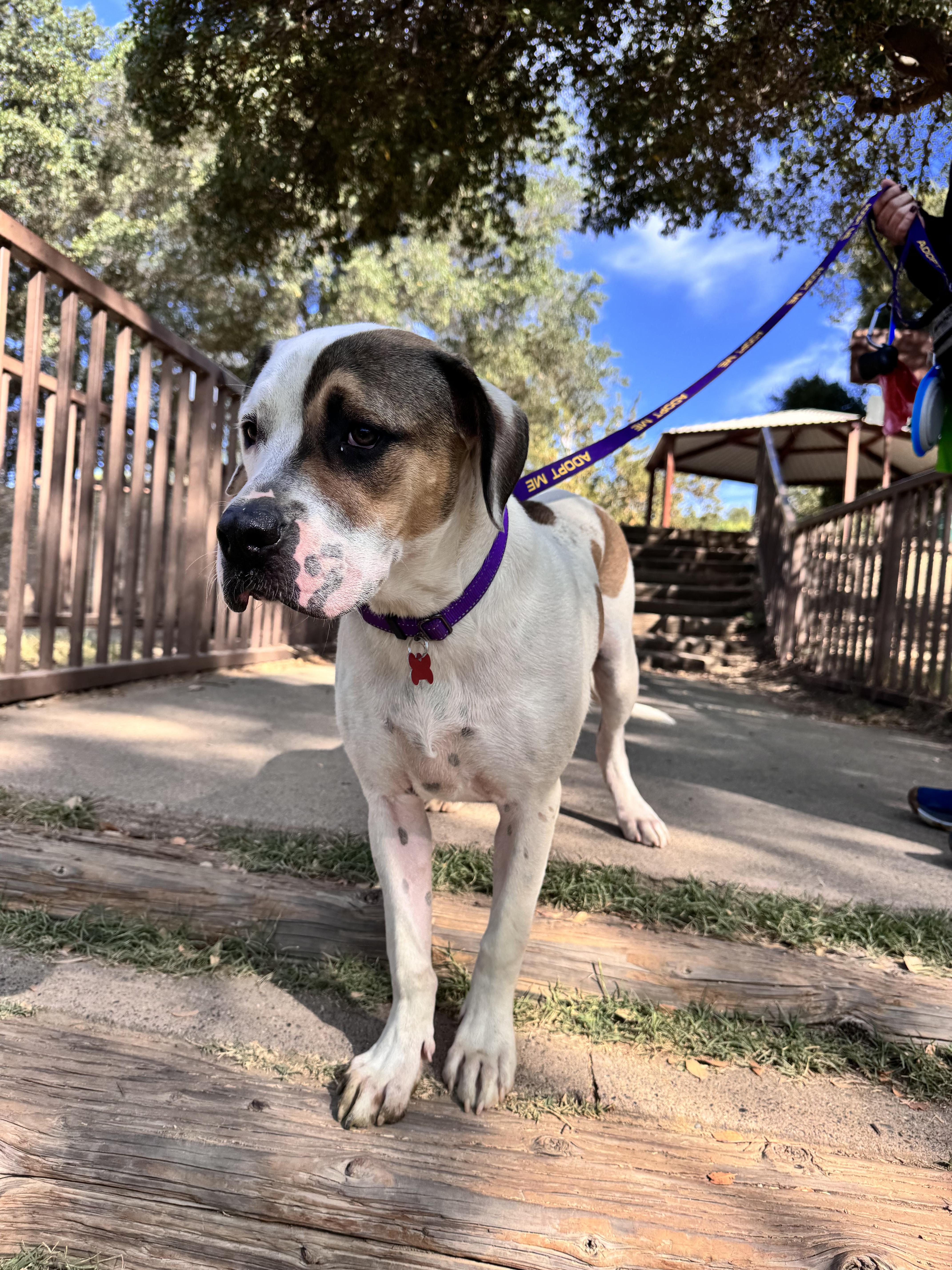 Enlarge Allie , a ADOPTABLE mixed breed in Sacramento, CA image 2/6