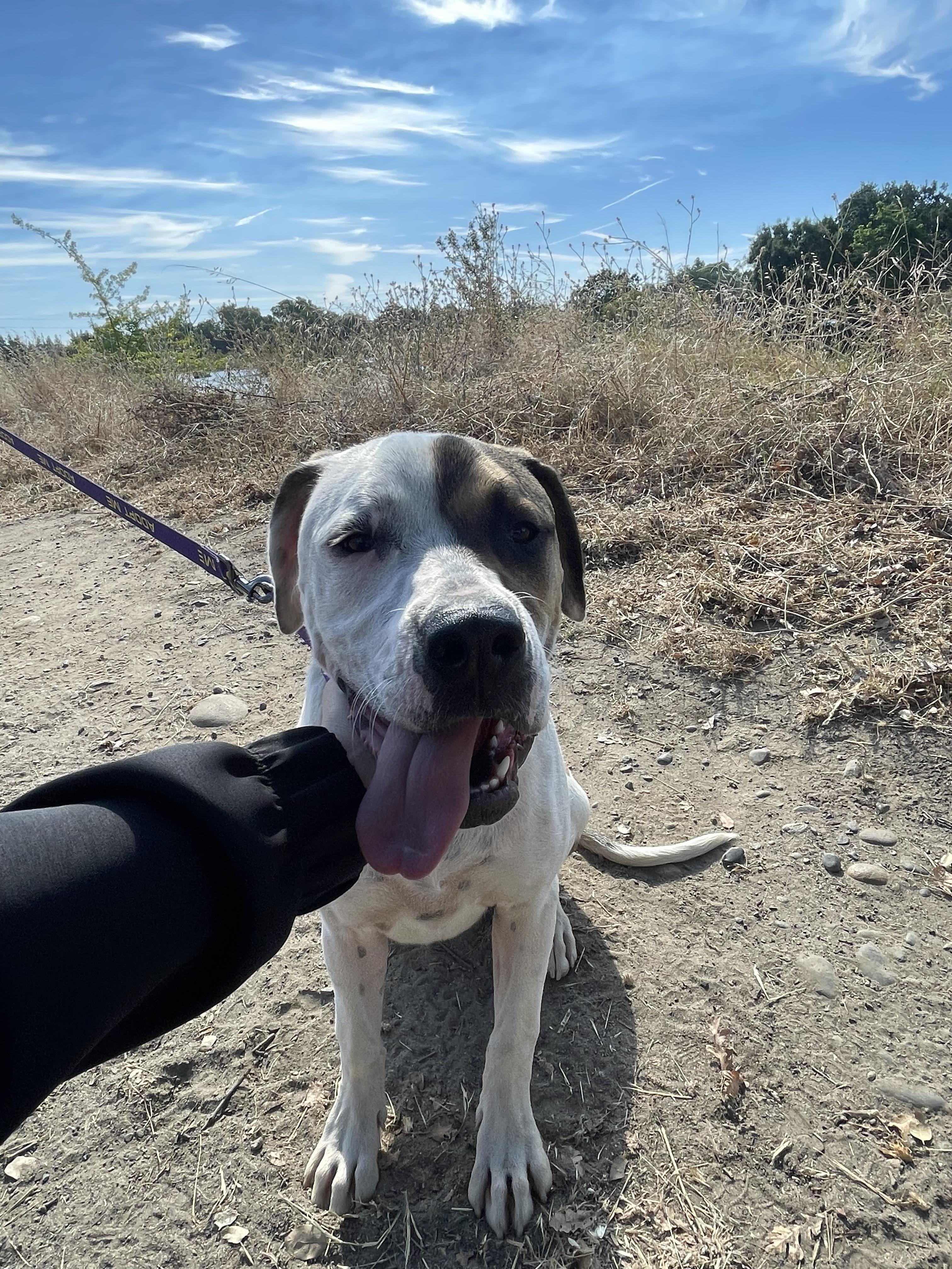 Enlarge Allie , a ADOPTABLE mixed breed in Sacramento, CA image 3/6