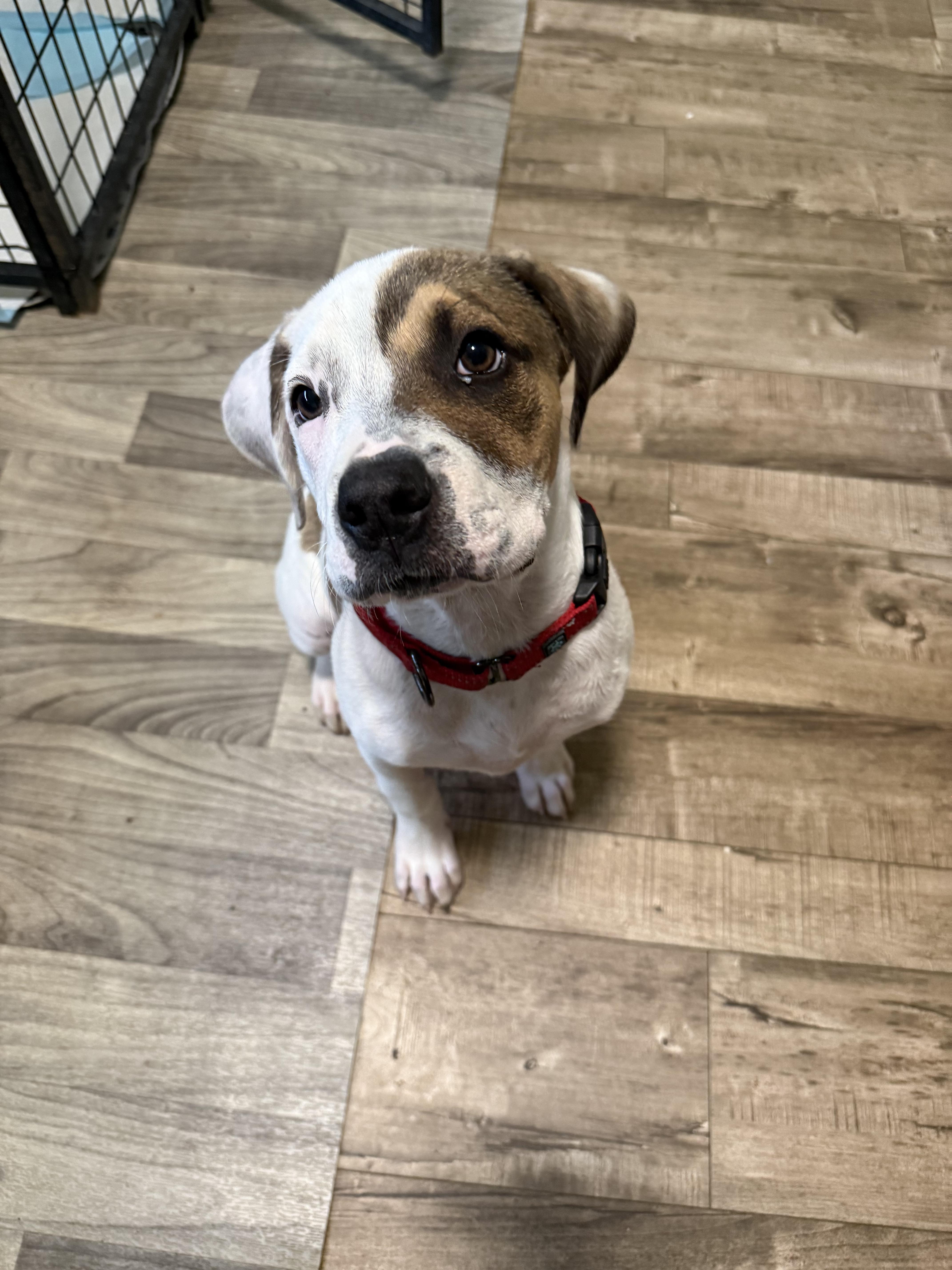 Allie , ADOPTABLE, Puppy Female Pit Bull Terrier.