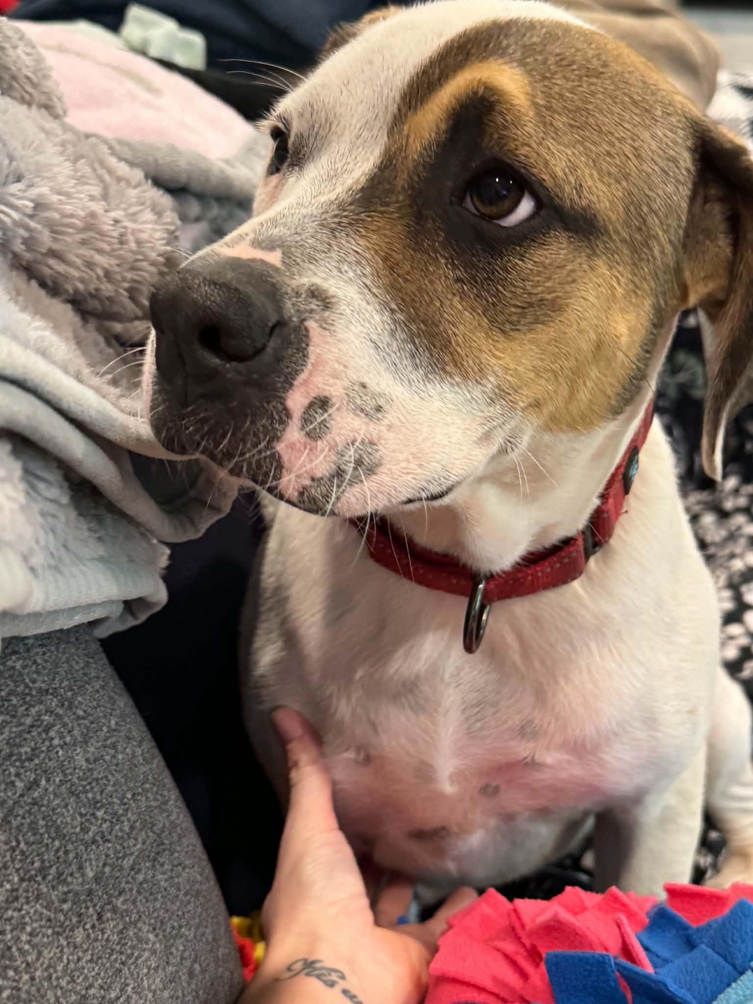 Allie , a ADOPTABLE mixed breed in Sacramento, CA image 6/6