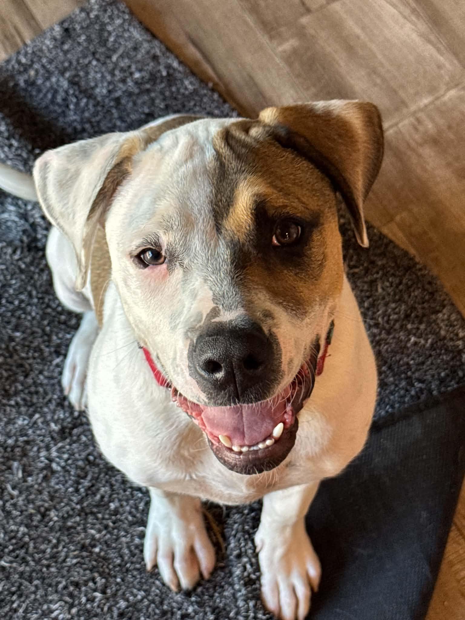 Allie , ADOPTABLE, Puppy Female Pit Bull Terrier.