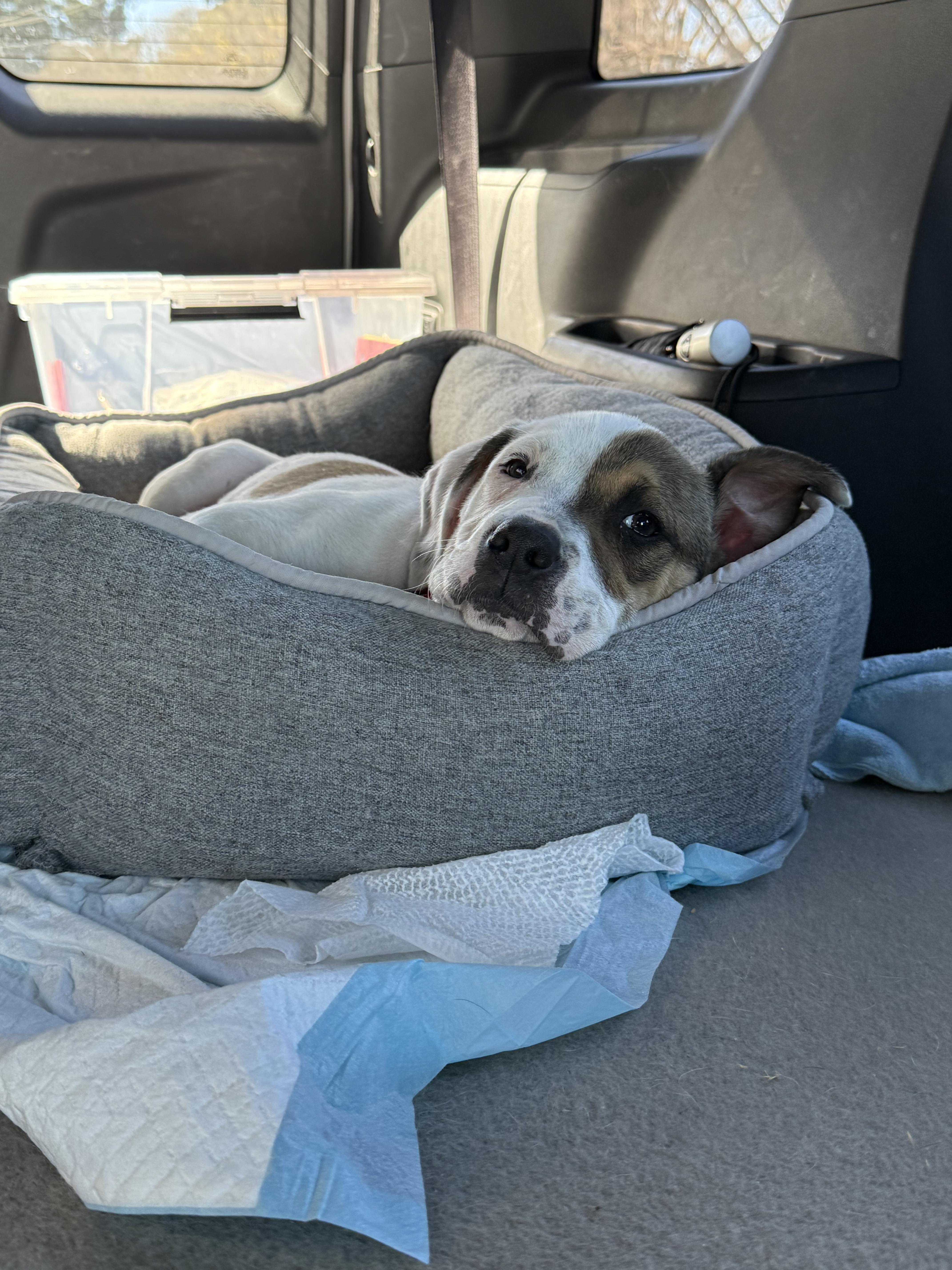 Enlarge Allie , a ADOPTABLE mixed breed in Sacramento, CA image 2/4