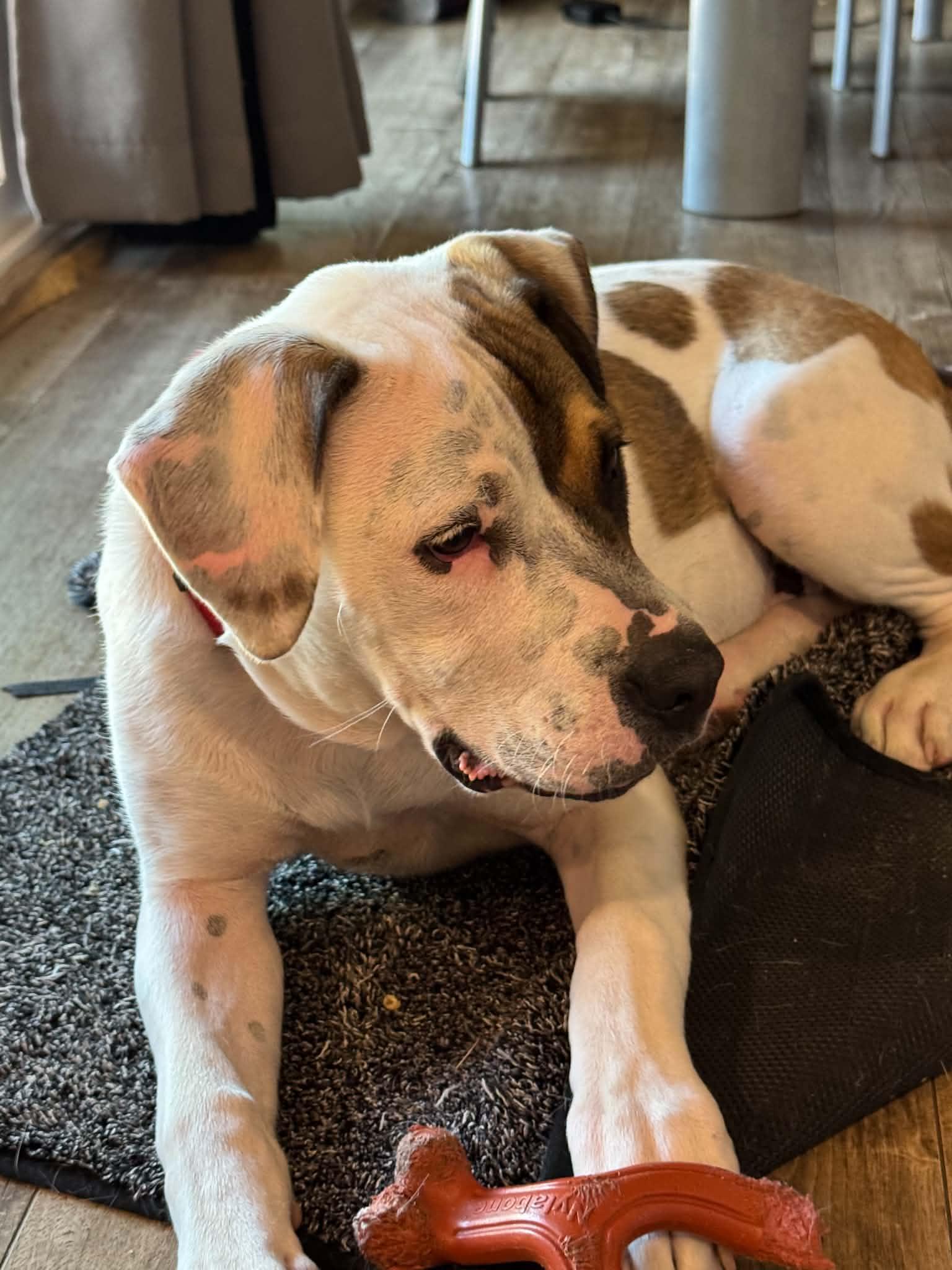 Allie , a ADOPTABLE mixed breed in Sacramento, CA image 4/6