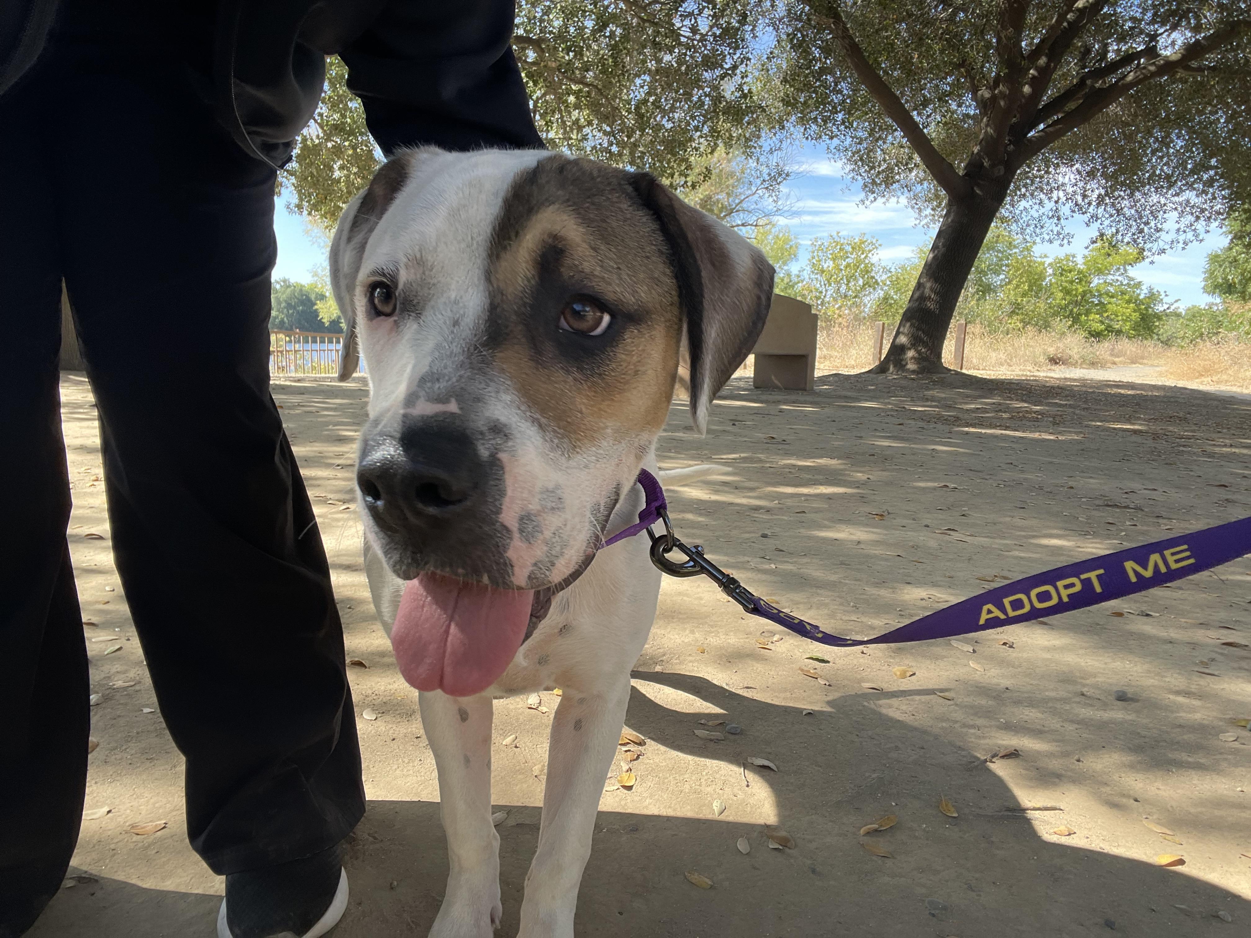 Enlarge Allie , a ADOPTABLE mixed breed in Sacramento, CA image 4/6