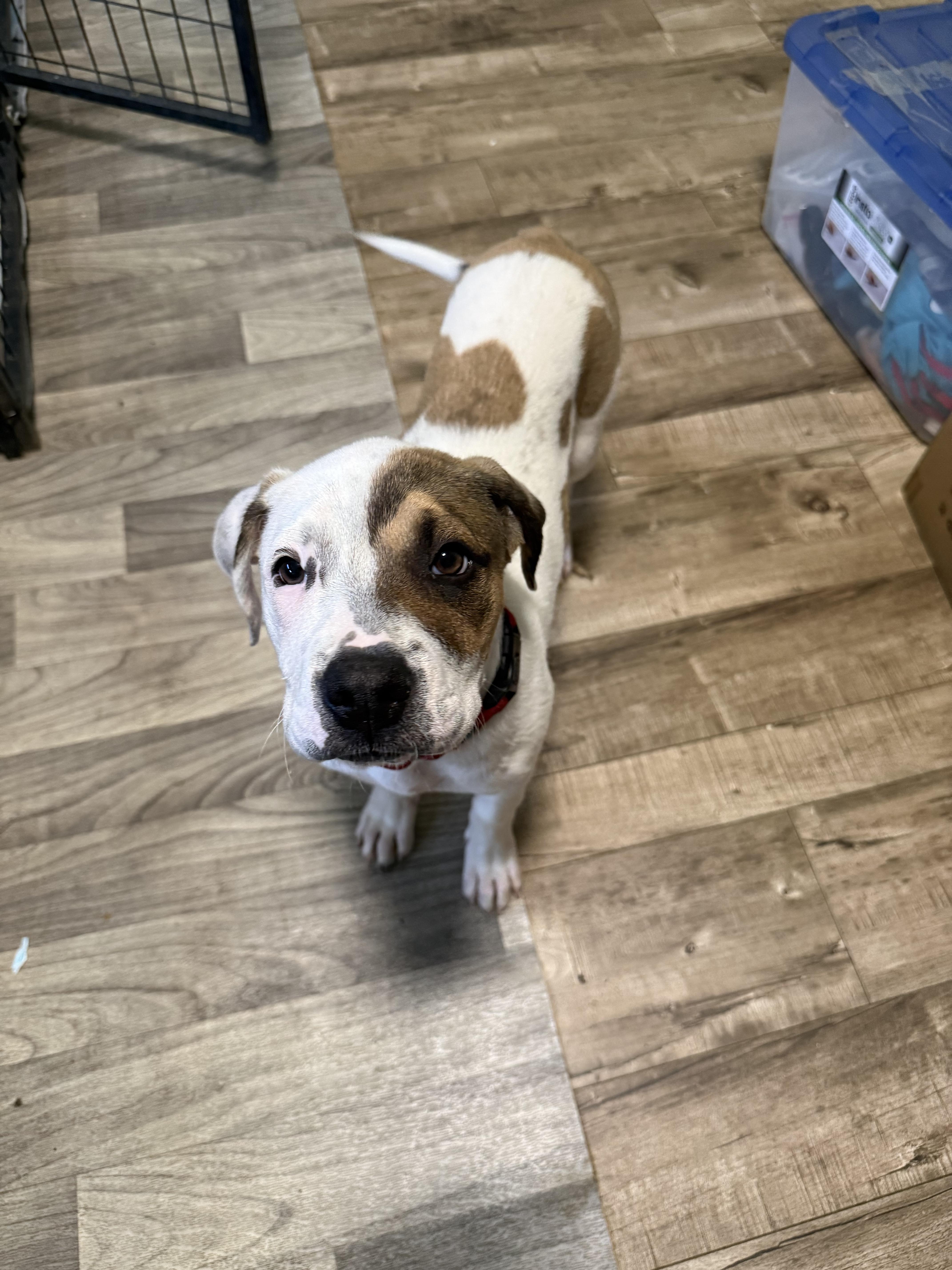 Enlarge Allie , a ADOPTABLE mixed breed in Sacramento, CA image 4/4