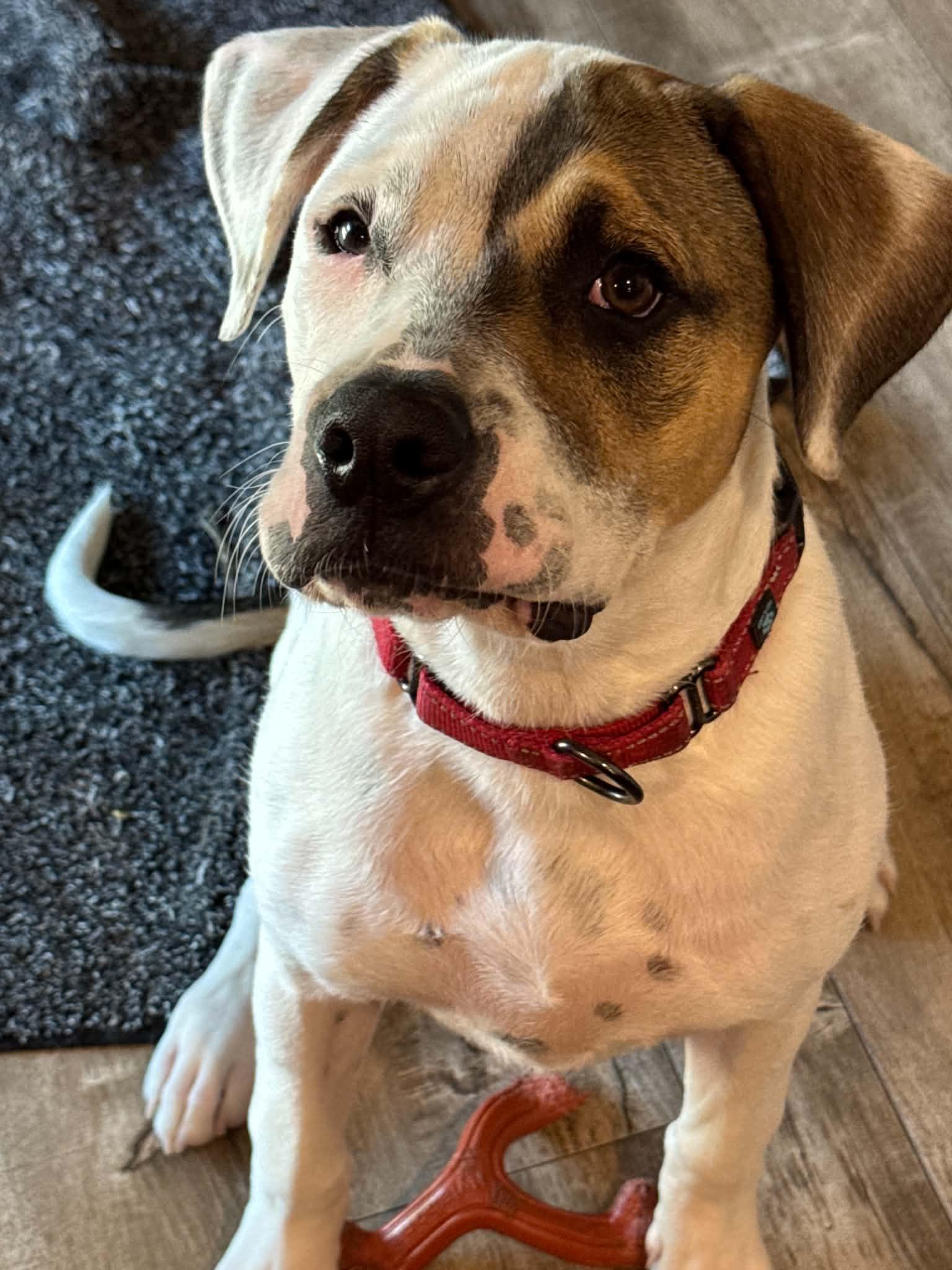 Allie , a ADOPTABLE mixed breed in Sacramento, CA image 5/6