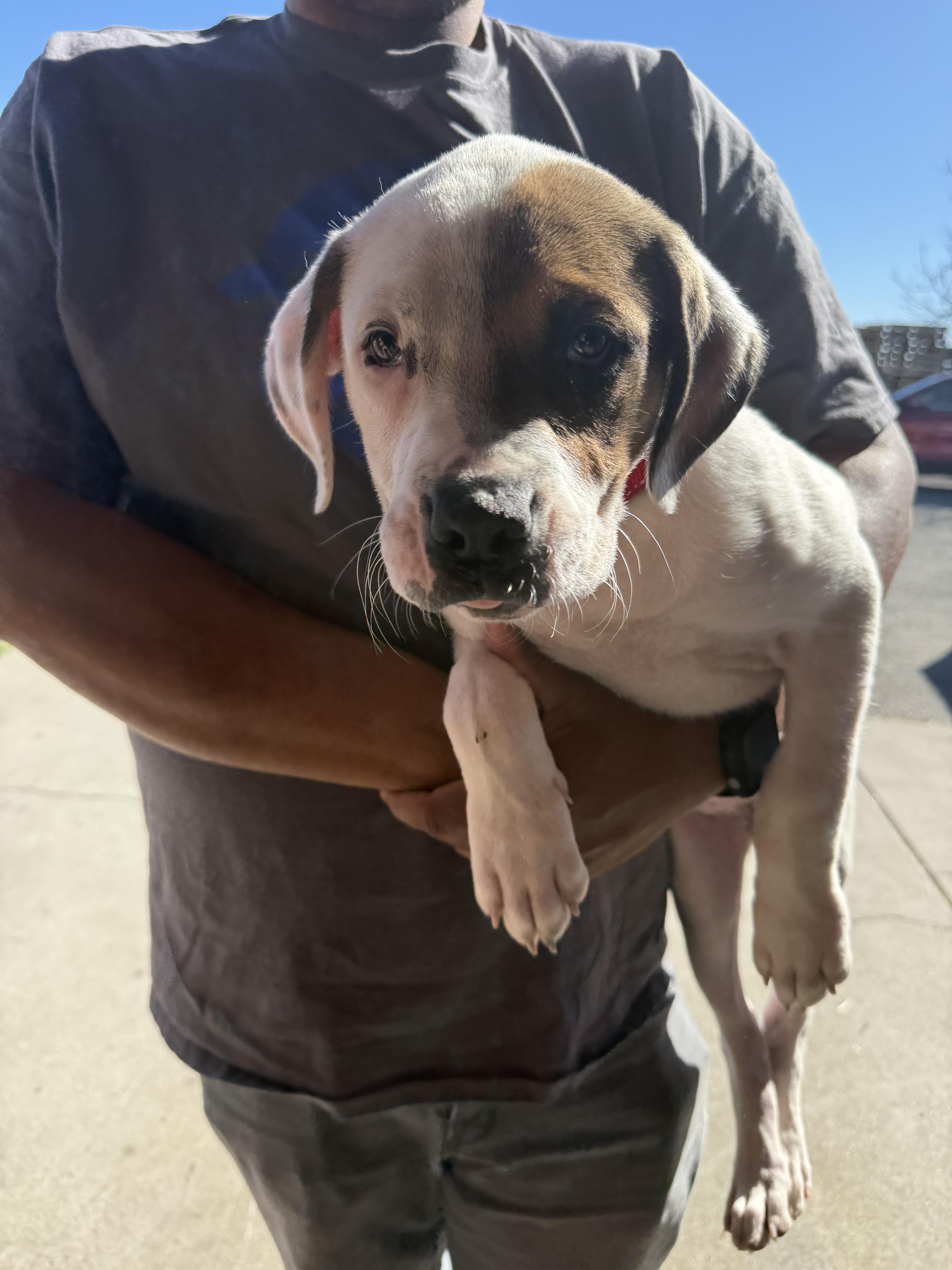 Enlarge Allie , a ADOPTABLE mixed breed in Sacramento, CA image 3/4