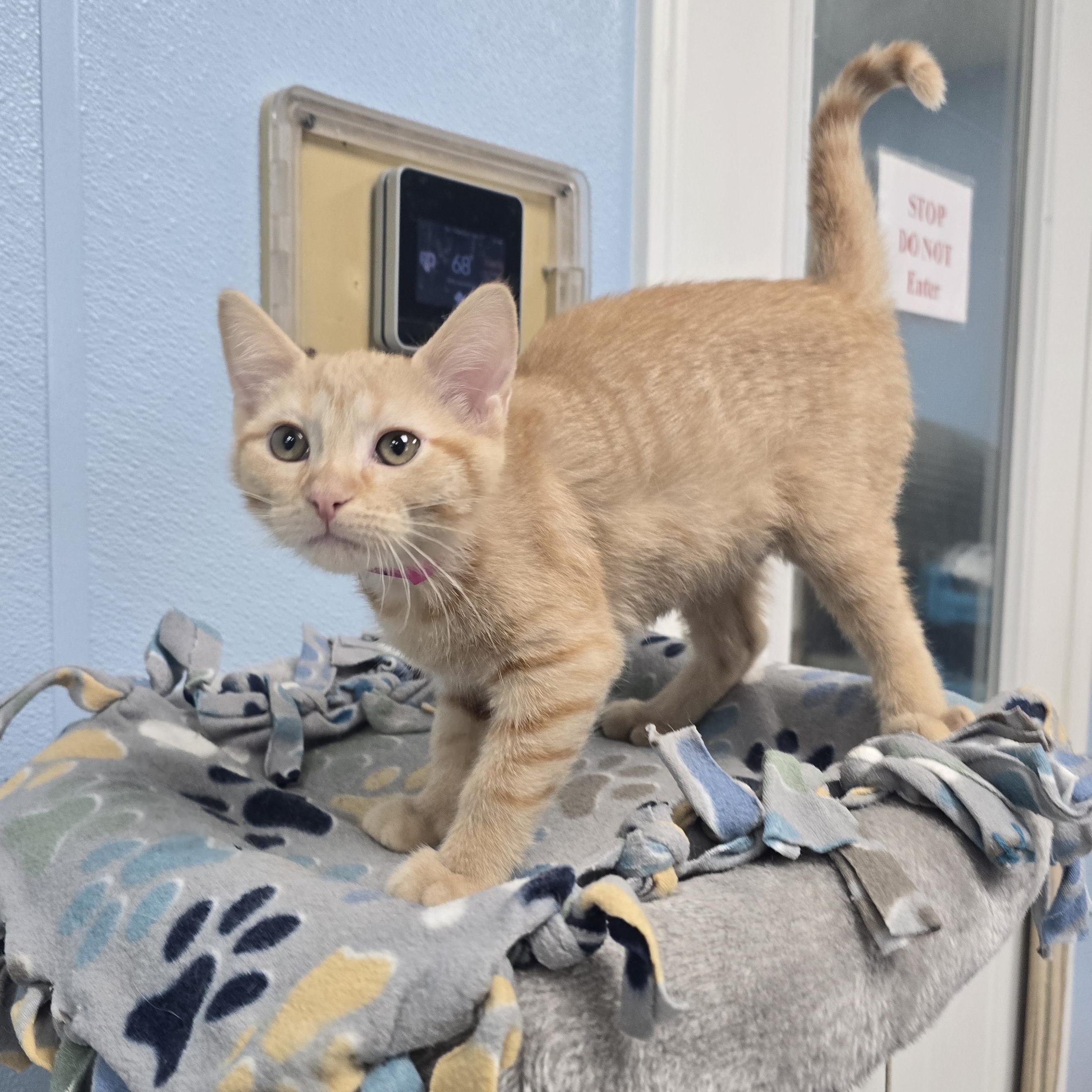 Cassie, ADOPTABLE, Kitten Female Domestic Short Hair.