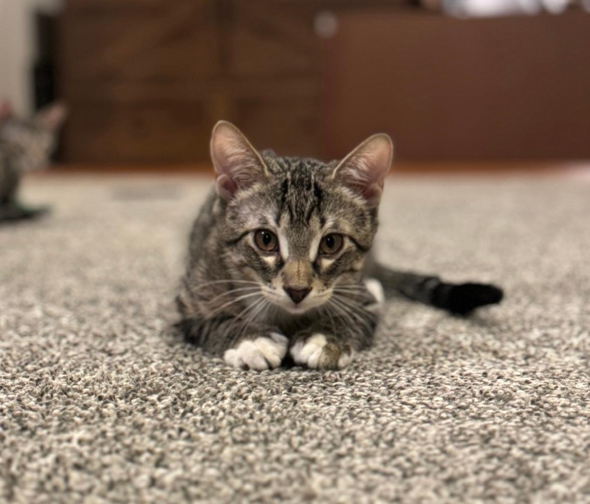 Enlarge Donny, a ADOPTABLE mixed breed in Elmhurst, IL image 4/6