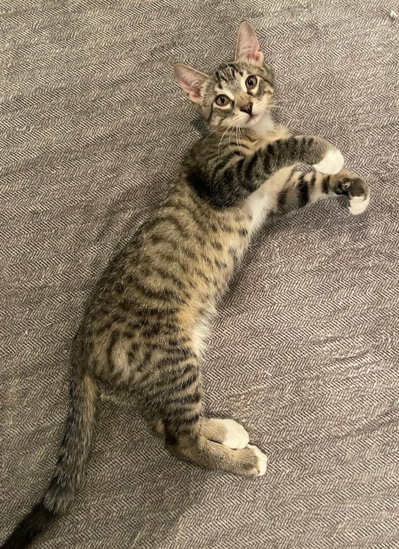 Enlarge Donny, a ADOPTABLE mixed breed in Elmhurst, IL image 2/6