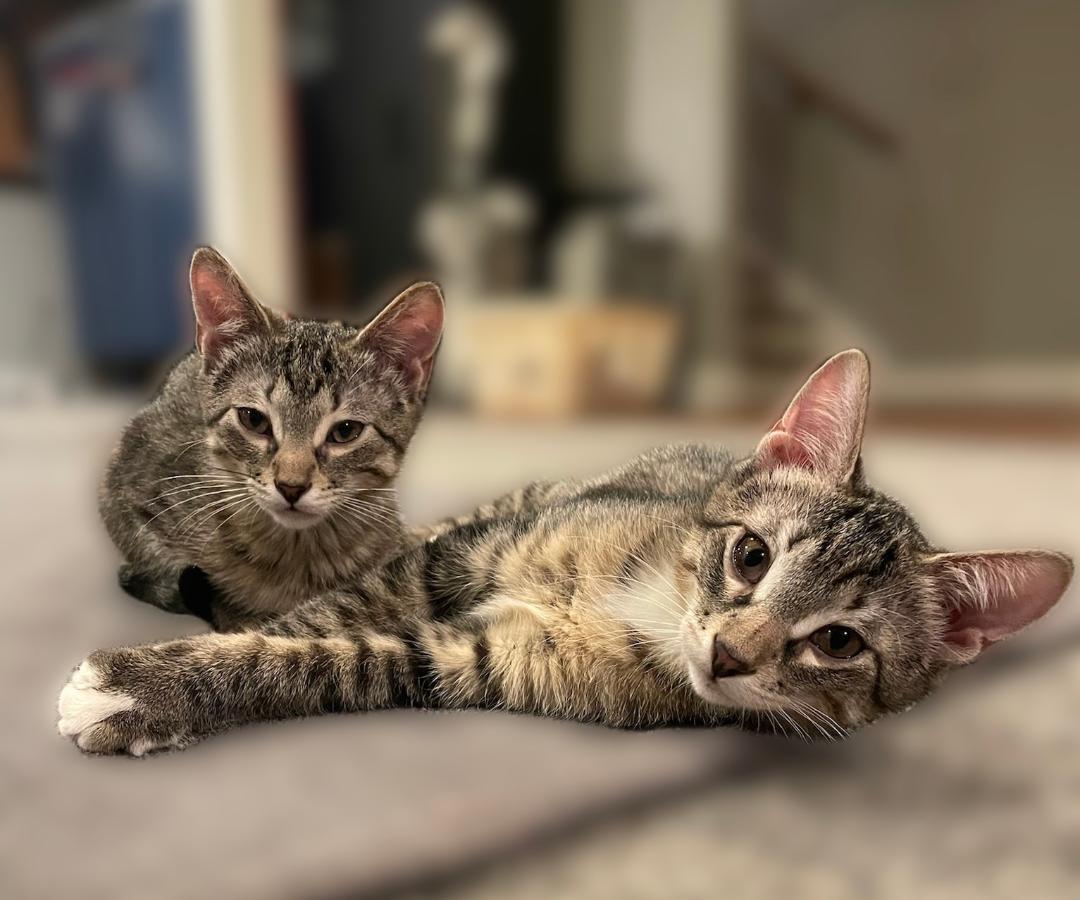 Enlarge Donny, a ADOPTABLE mixed breed in Elmhurst, IL image 3/6