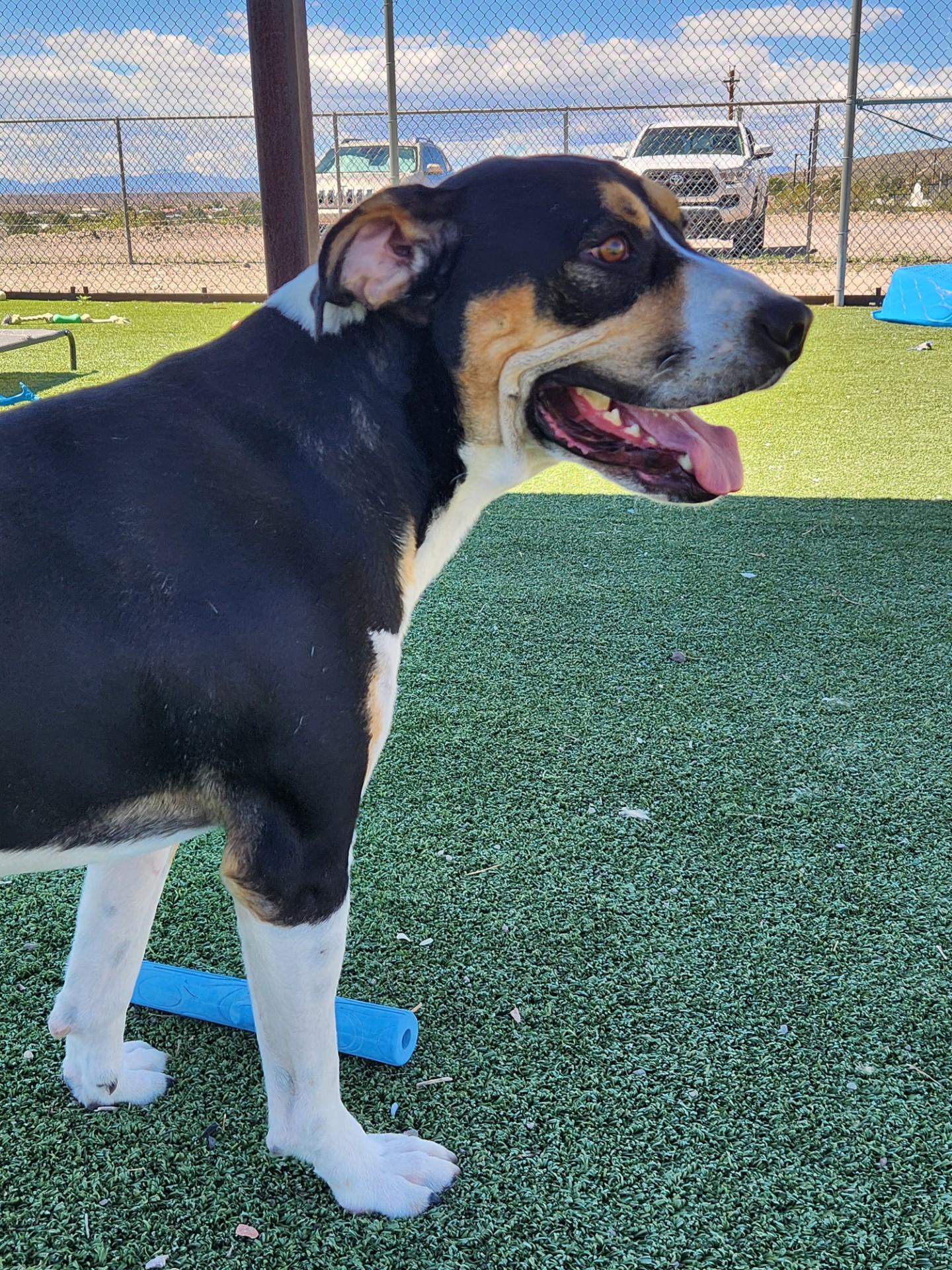 Enlarge Wrangler, a Adoptable Greater Swiss Mountain Dog in Truth or Consequences , NM image 4/6