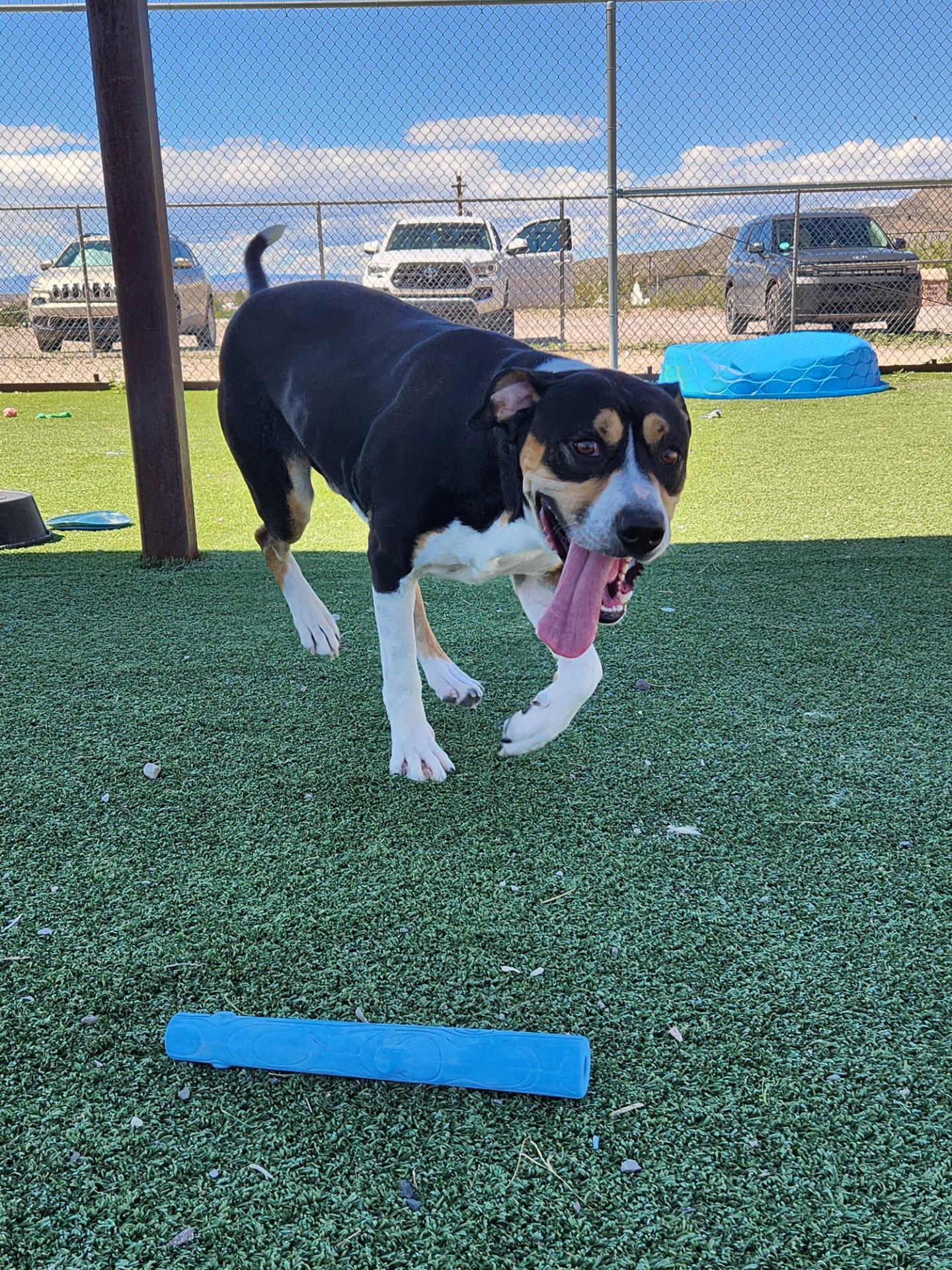 Enlarge Wrangler, a Adoptable Greater Swiss Mountain Dog in Truth or Consequences , NM image 5/6