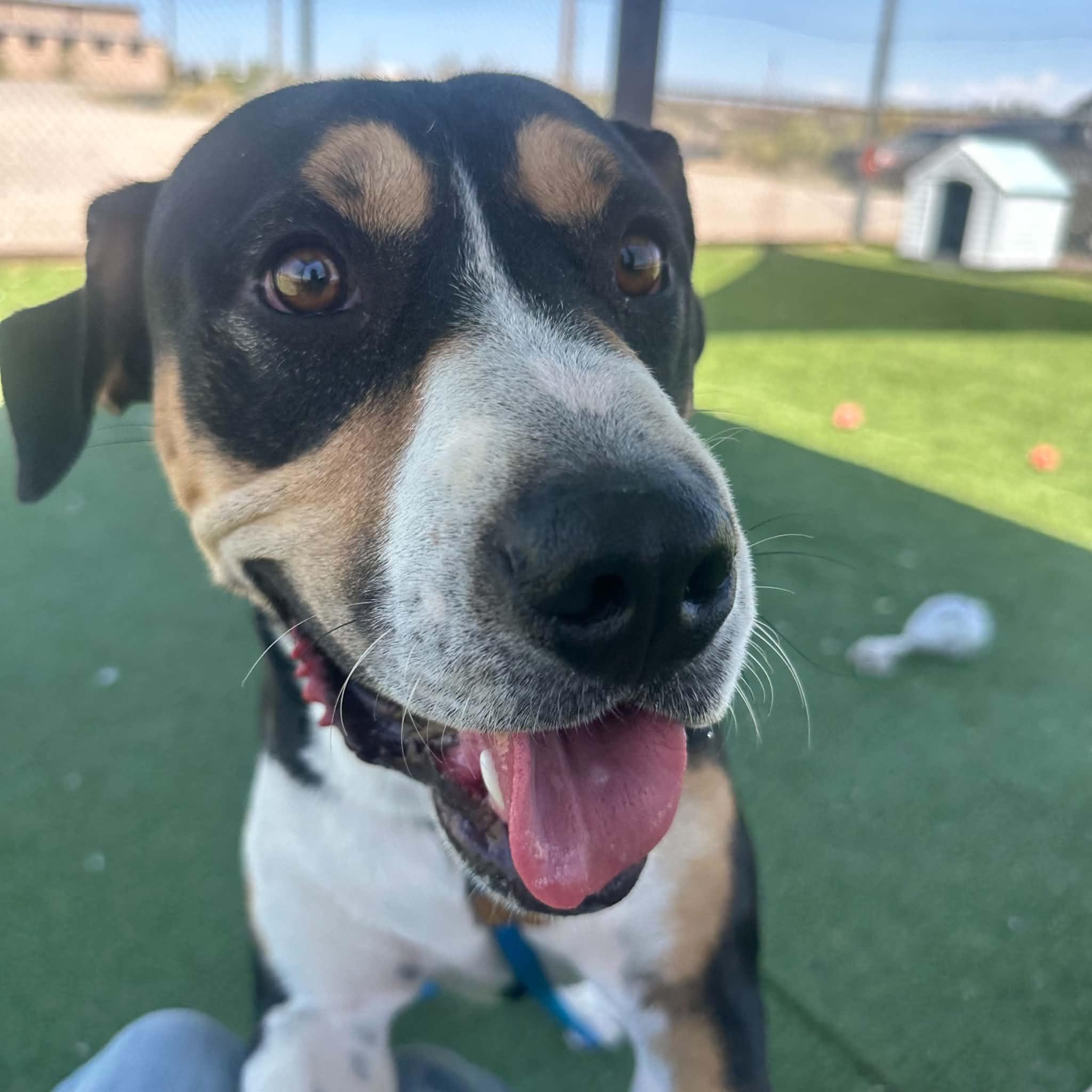 Enlarge Wrangler, a ADOPTABLE Greater Swiss Mountain Dog in Truth or Consequences , NM image 5/6