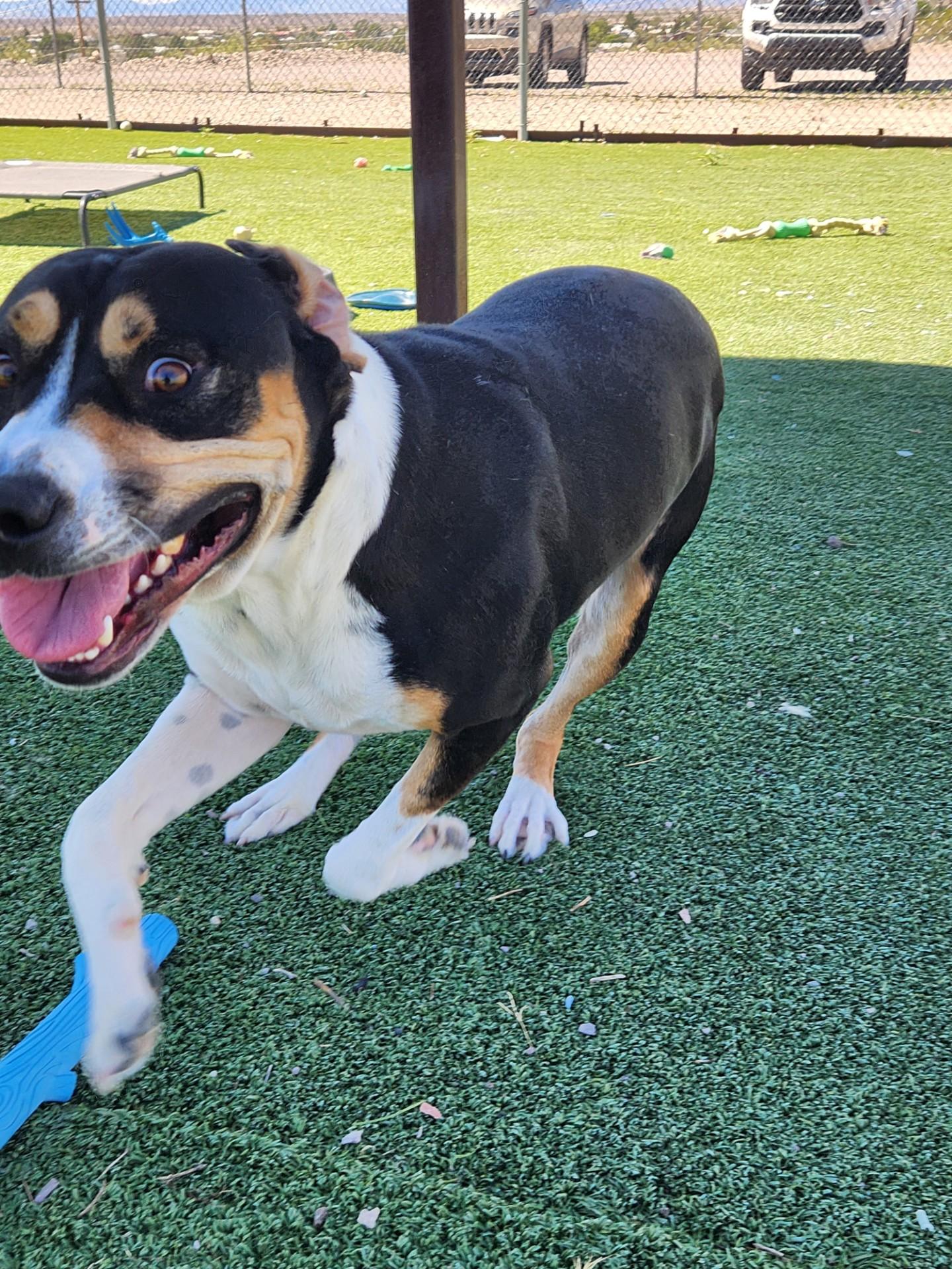 Enlarge Wrangler, a Adoptable Greater Swiss Mountain Dog in Truth or Consequences , NM image 6/6