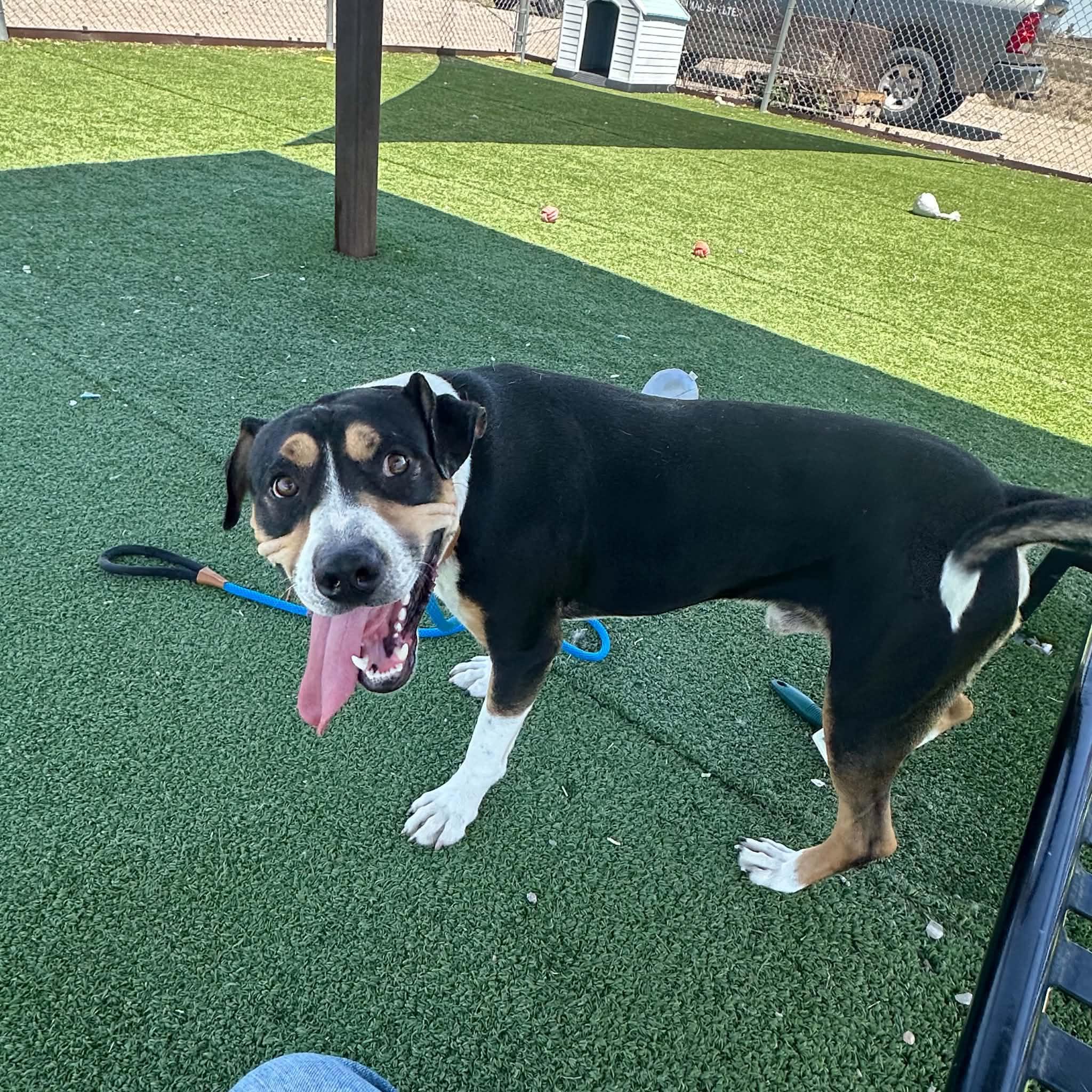 Wrangler, ADOPTABLE, Adult Male Greater Swiss Mountain Dog.