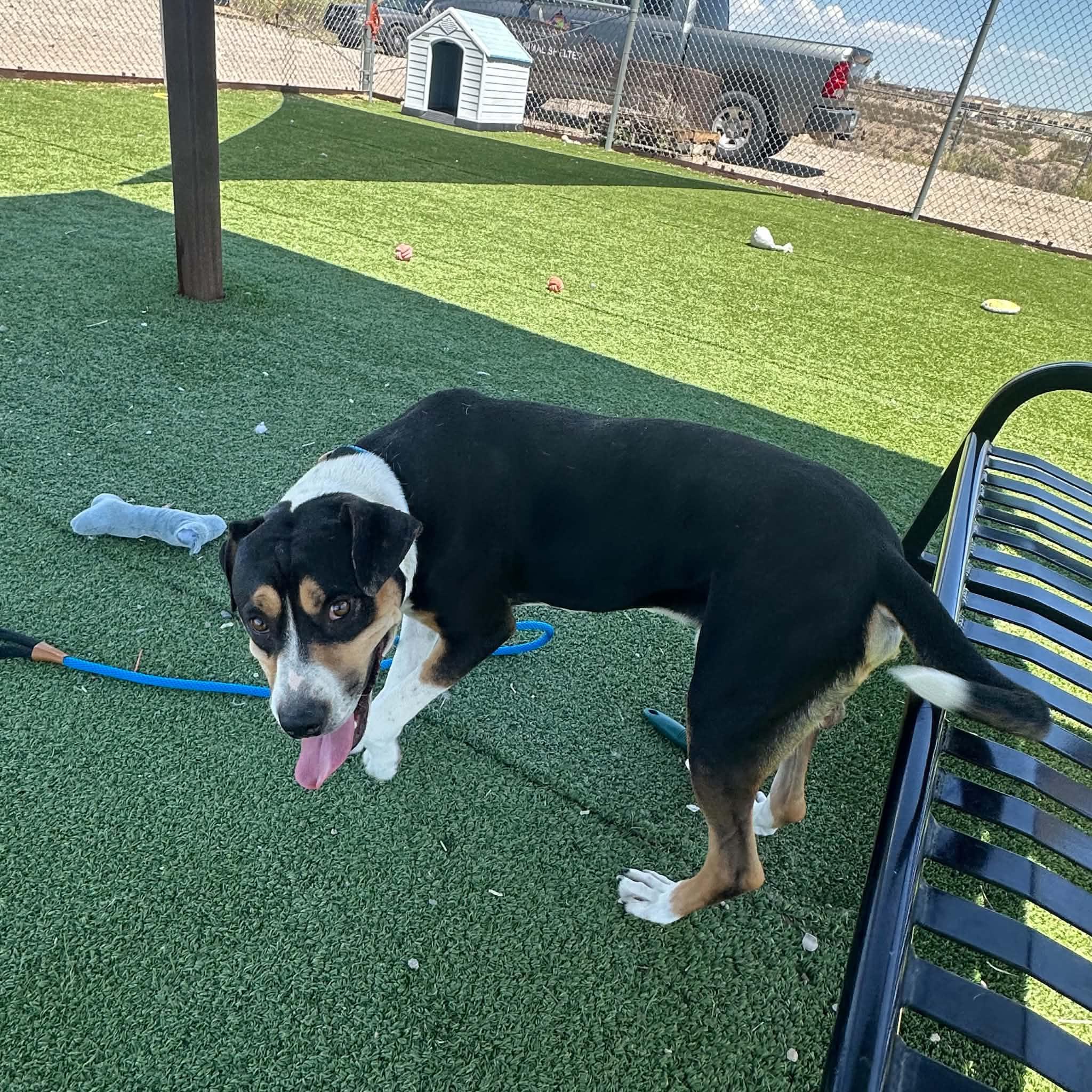 Enlarge Wrangler, a ADOPTABLE Greater Swiss Mountain Dog in Truth or Consequences , NM image 3/6