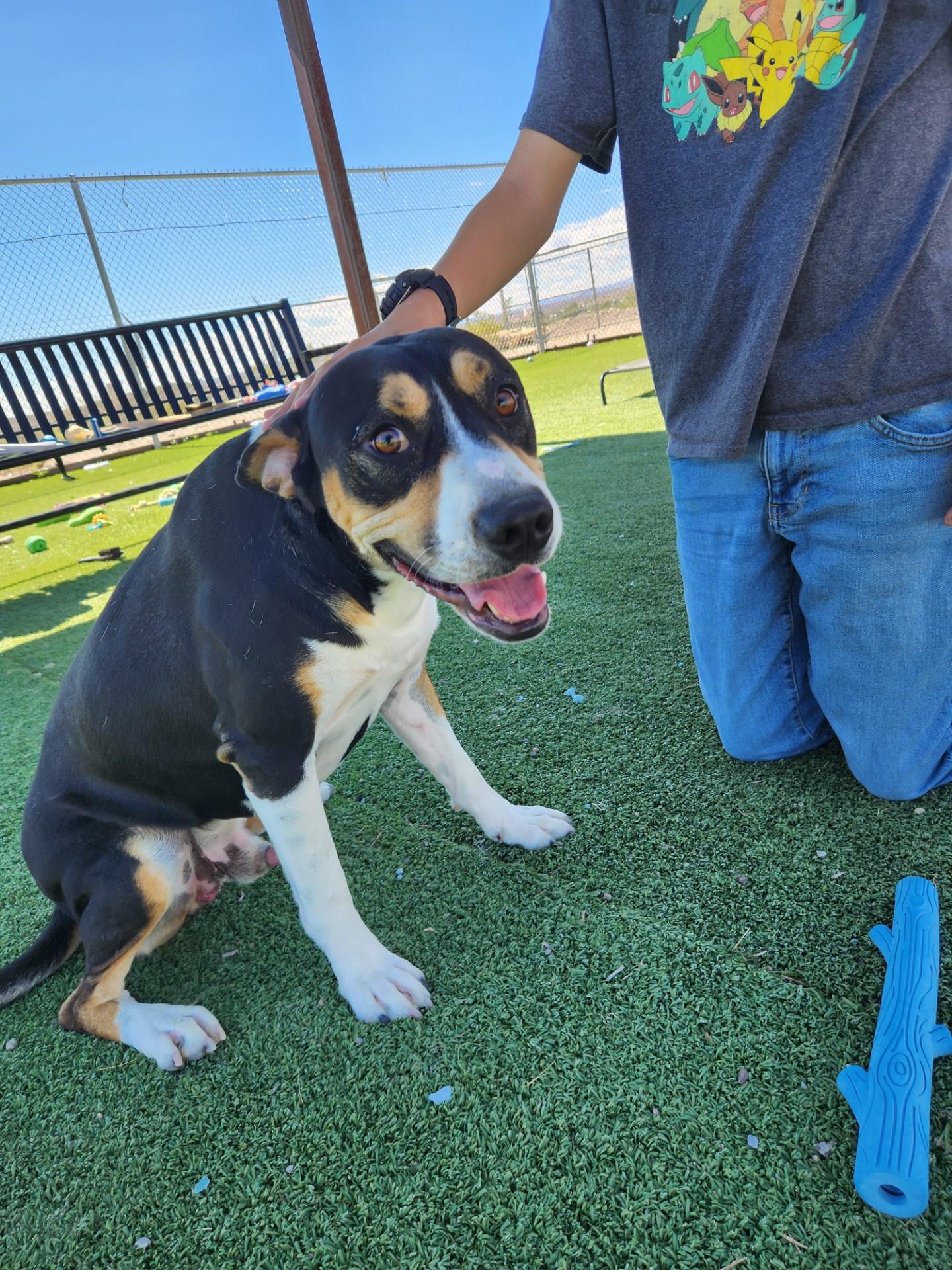 Enlarge Wrangler, a Adoptable Greater Swiss Mountain Dog in Truth or Consequences , NM image 2/6