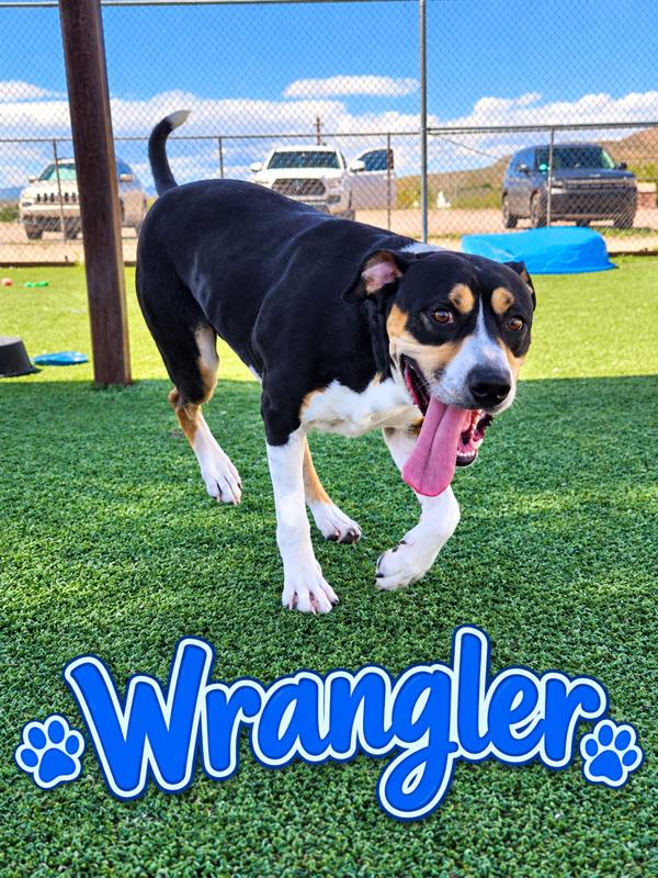 Wrangler, Adoptable, Adult Male Greater Swiss Mountain Dog.