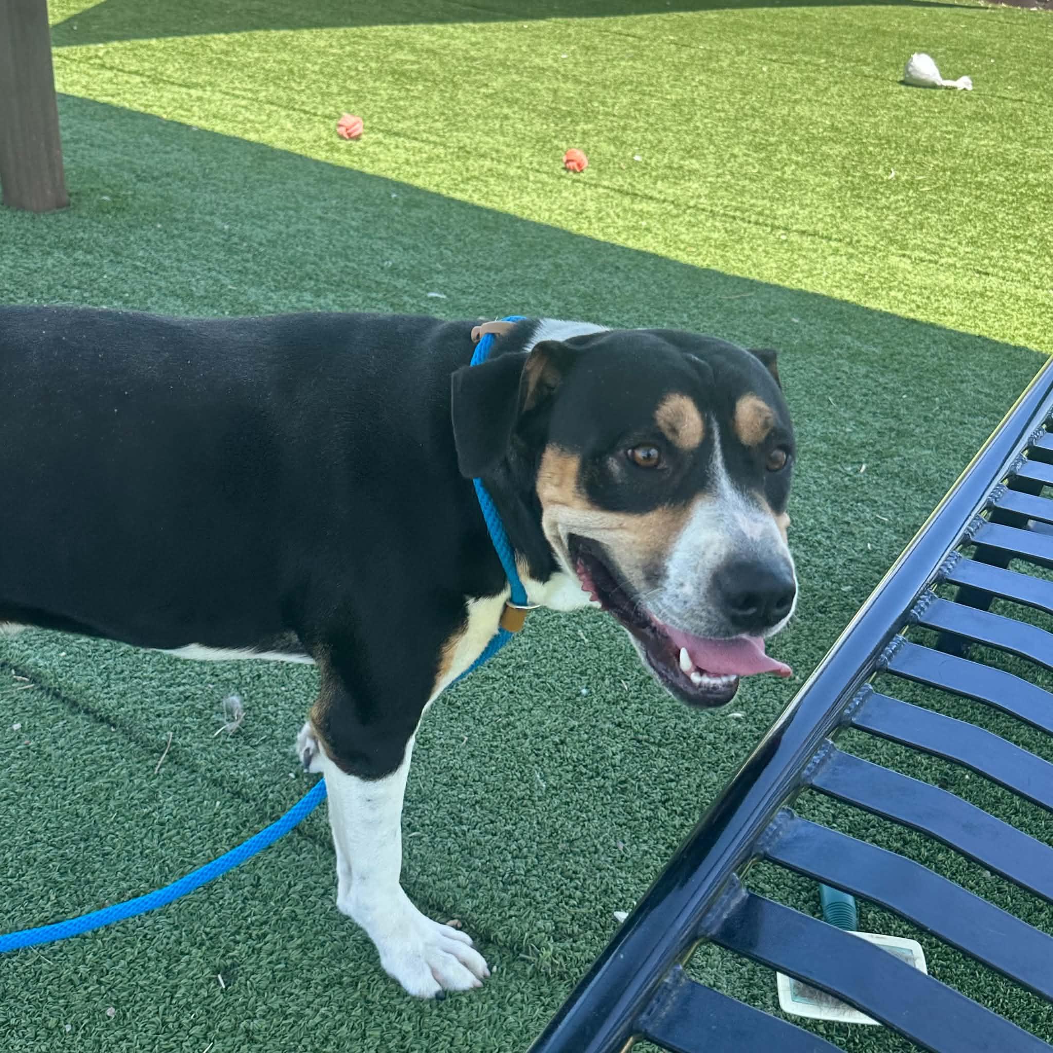 Enlarge Wrangler, a ADOPTABLE Greater Swiss Mountain Dog in Truth or Consequences , NM image 2/6