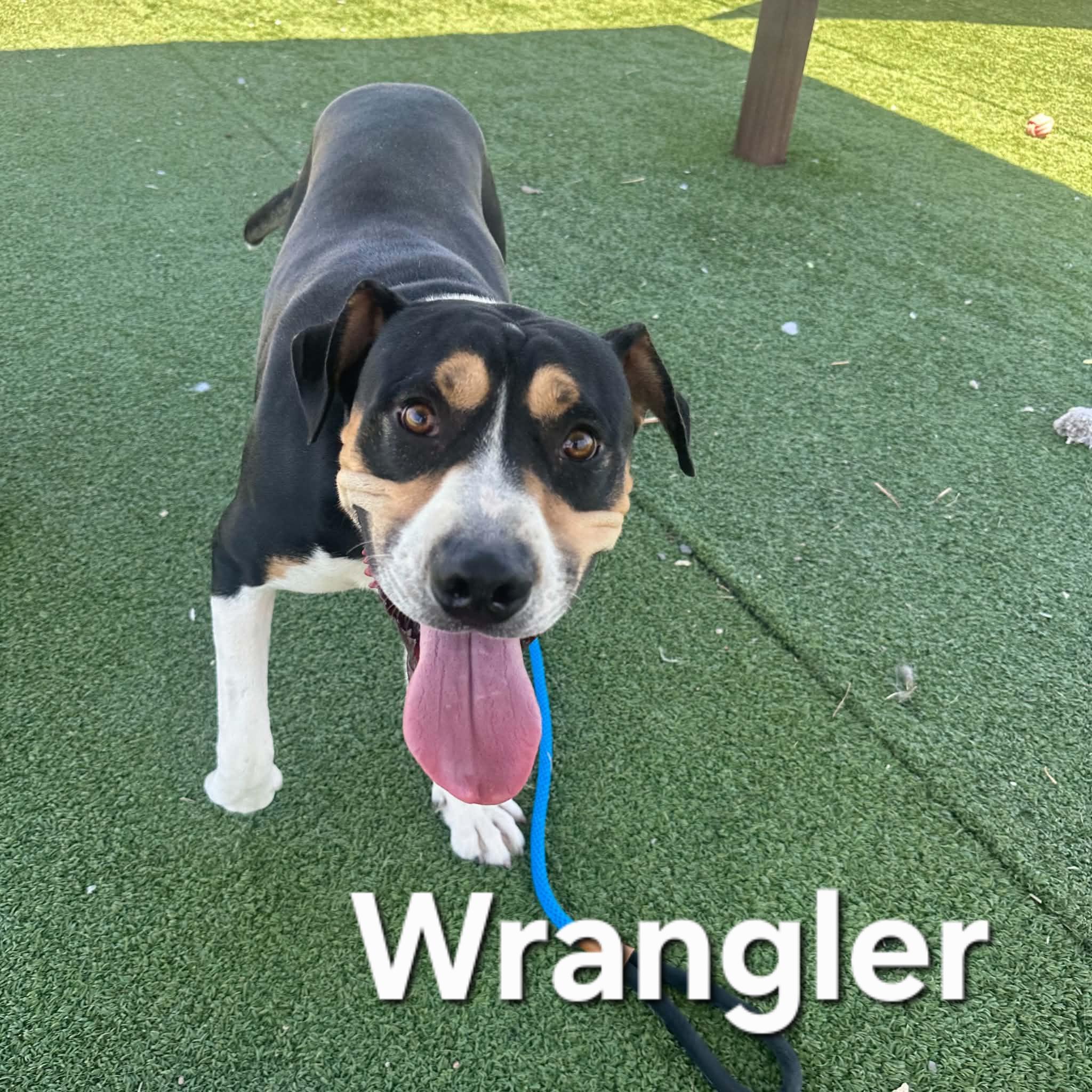 Enlarge Wrangler, a ADOPTABLE Greater Swiss Mountain Dog in Truth or Consequences , NM image 6/6