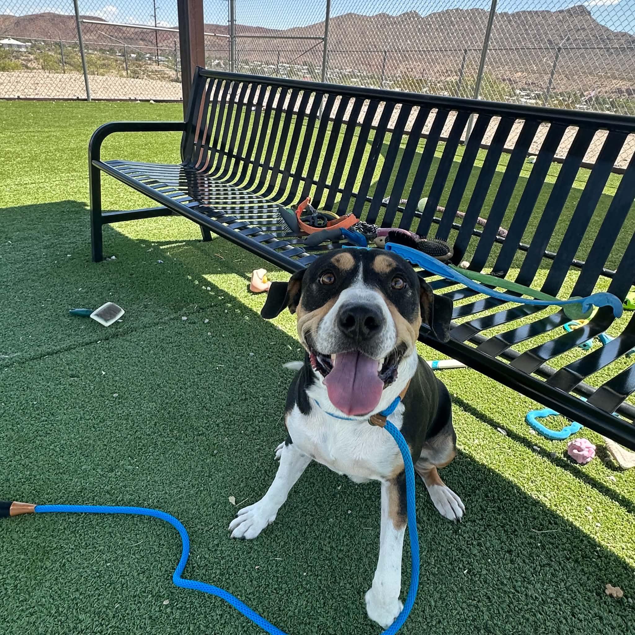 Enlarge Wrangler, a ADOPTABLE Greater Swiss Mountain Dog in Truth or Consequences , NM image 4/6