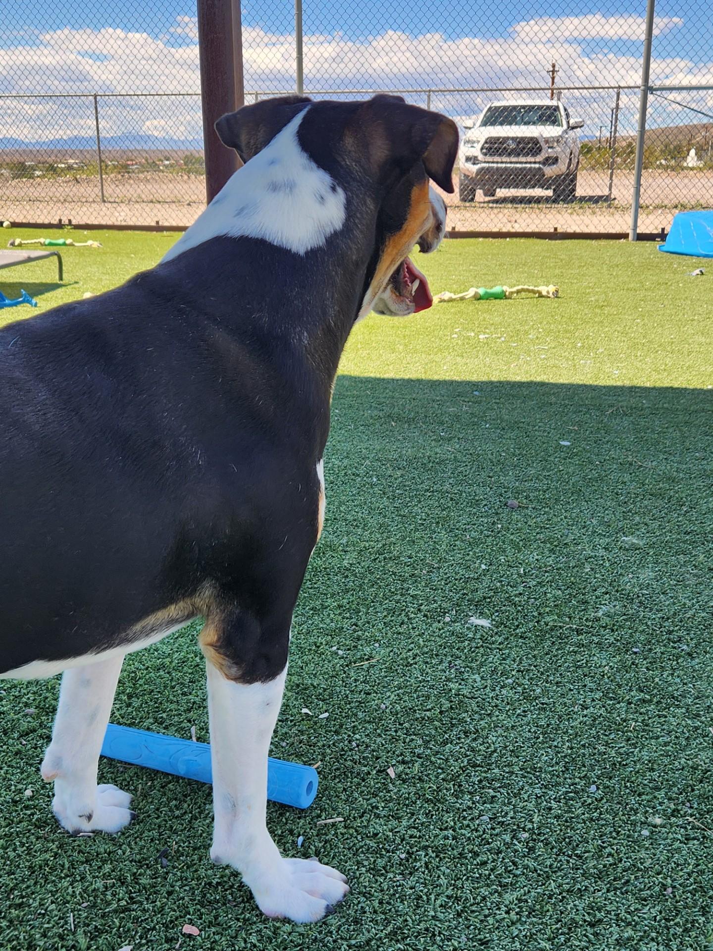 Enlarge Wrangler, a Adoptable Greater Swiss Mountain Dog in Truth or Consequences , NM image 3/6