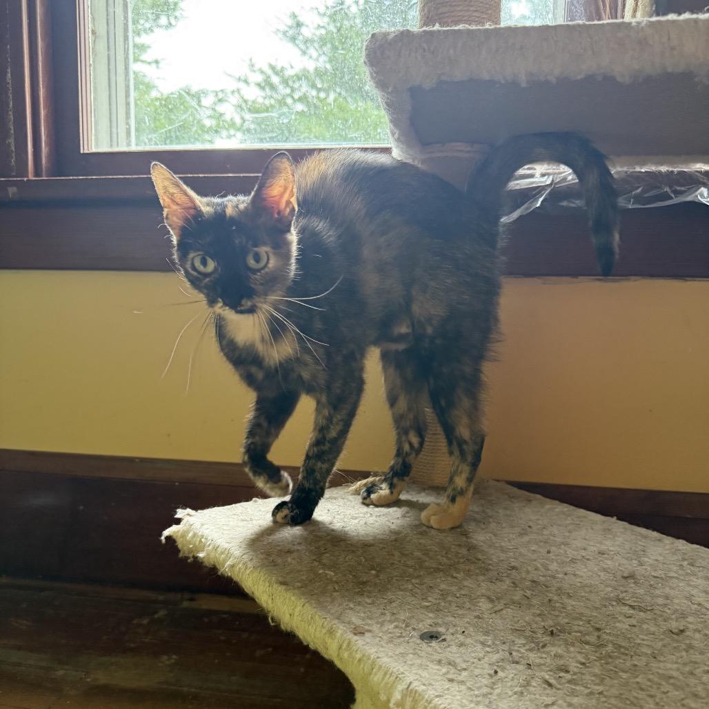 Dutchess, ADOPTABLE, Adult Female Domestic Short Hair.