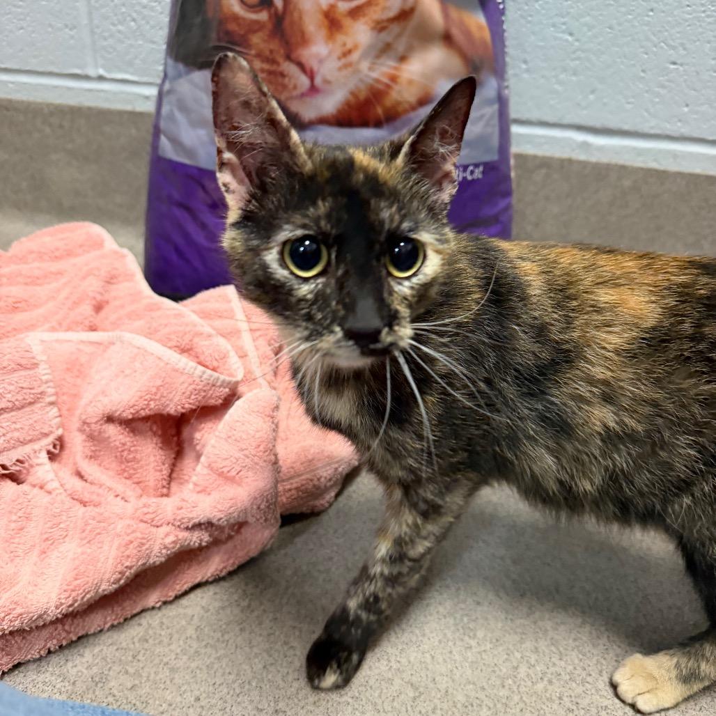 Dutchess, a ADOPTABLE Domestic Short Hair in Clinton, IL image 2/2