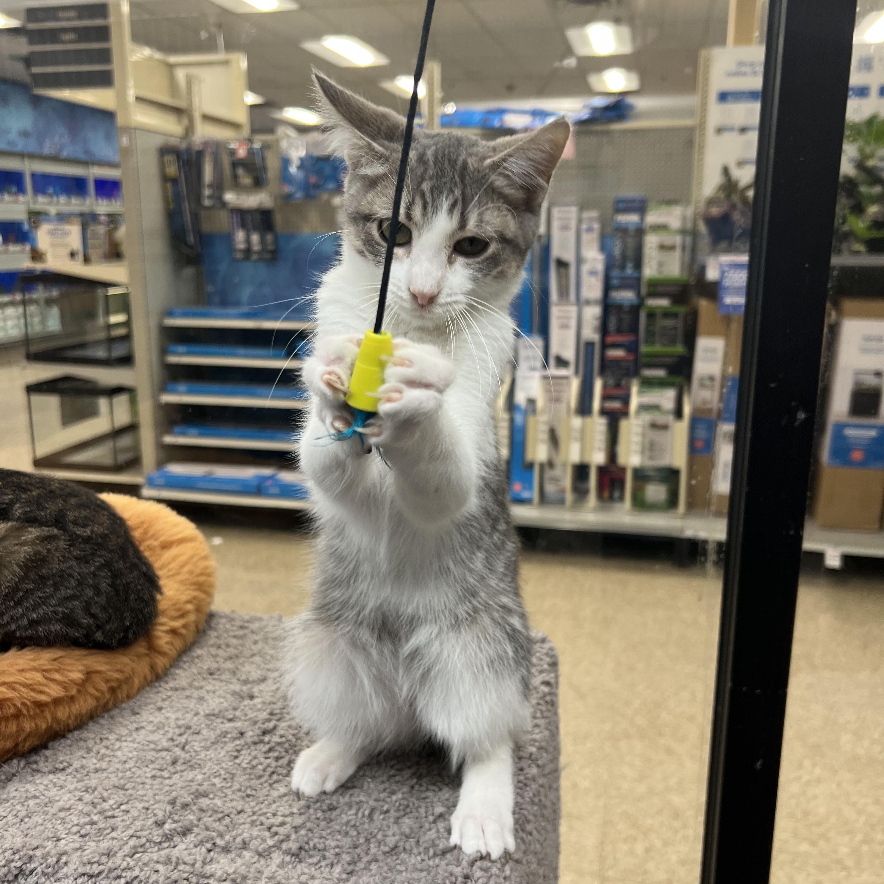 Enlarge Skitter, an adopted mixed breed in Palmetto, FL image 5/5