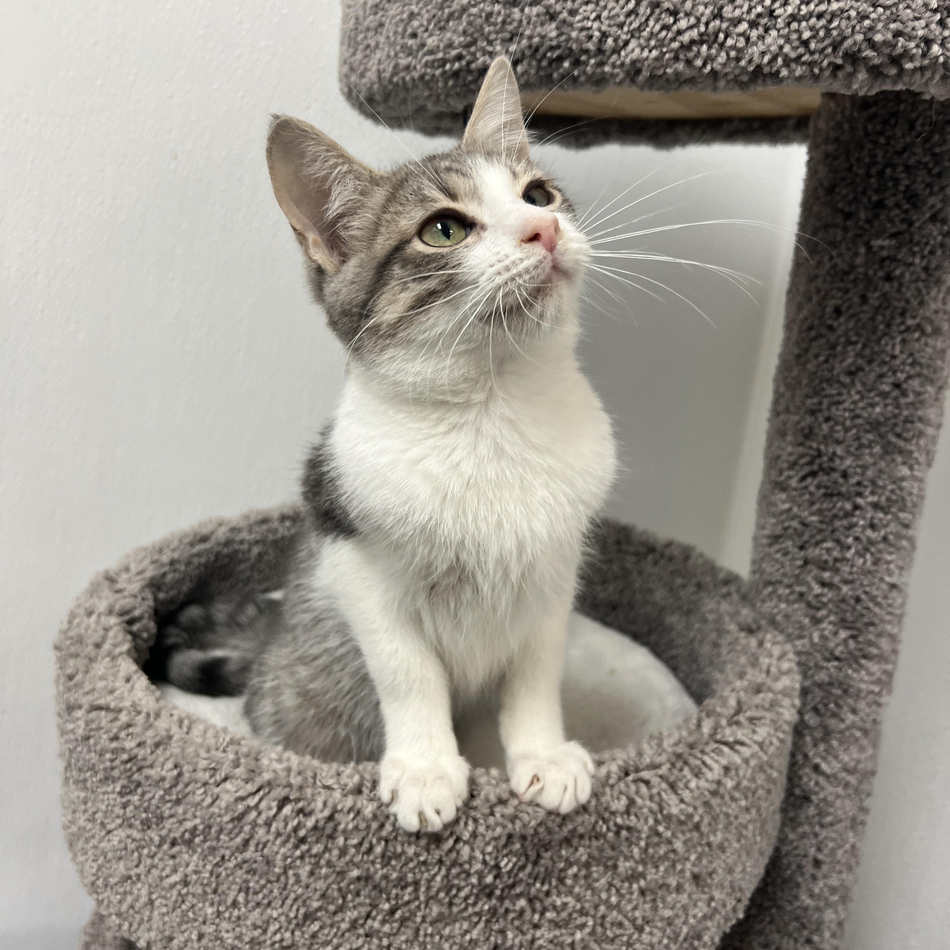 Skitter, adopted, Kitten Male Domestic Short Hair.