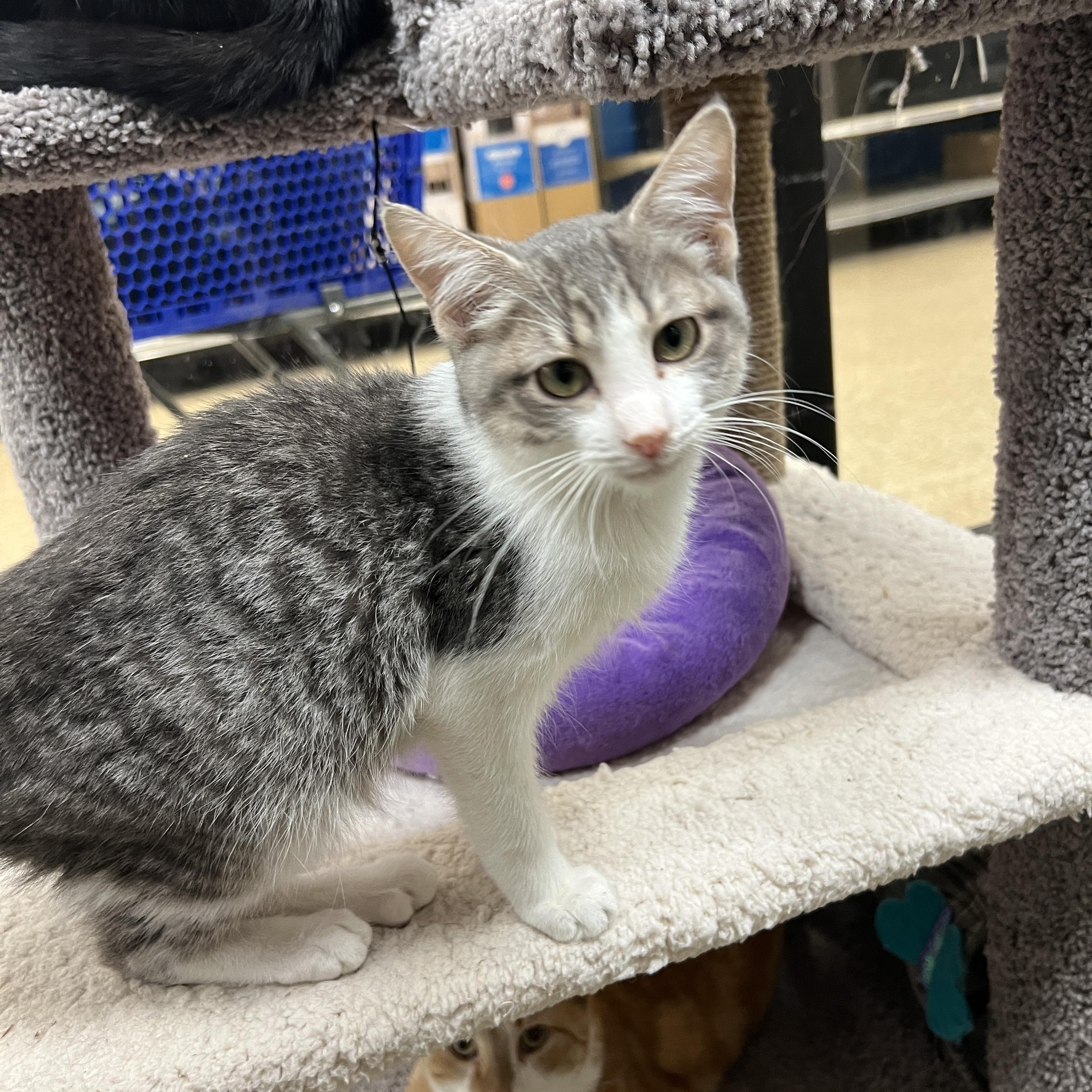 Enlarge Skitter, an adopted mixed breed in Palmetto, FL image 3/5