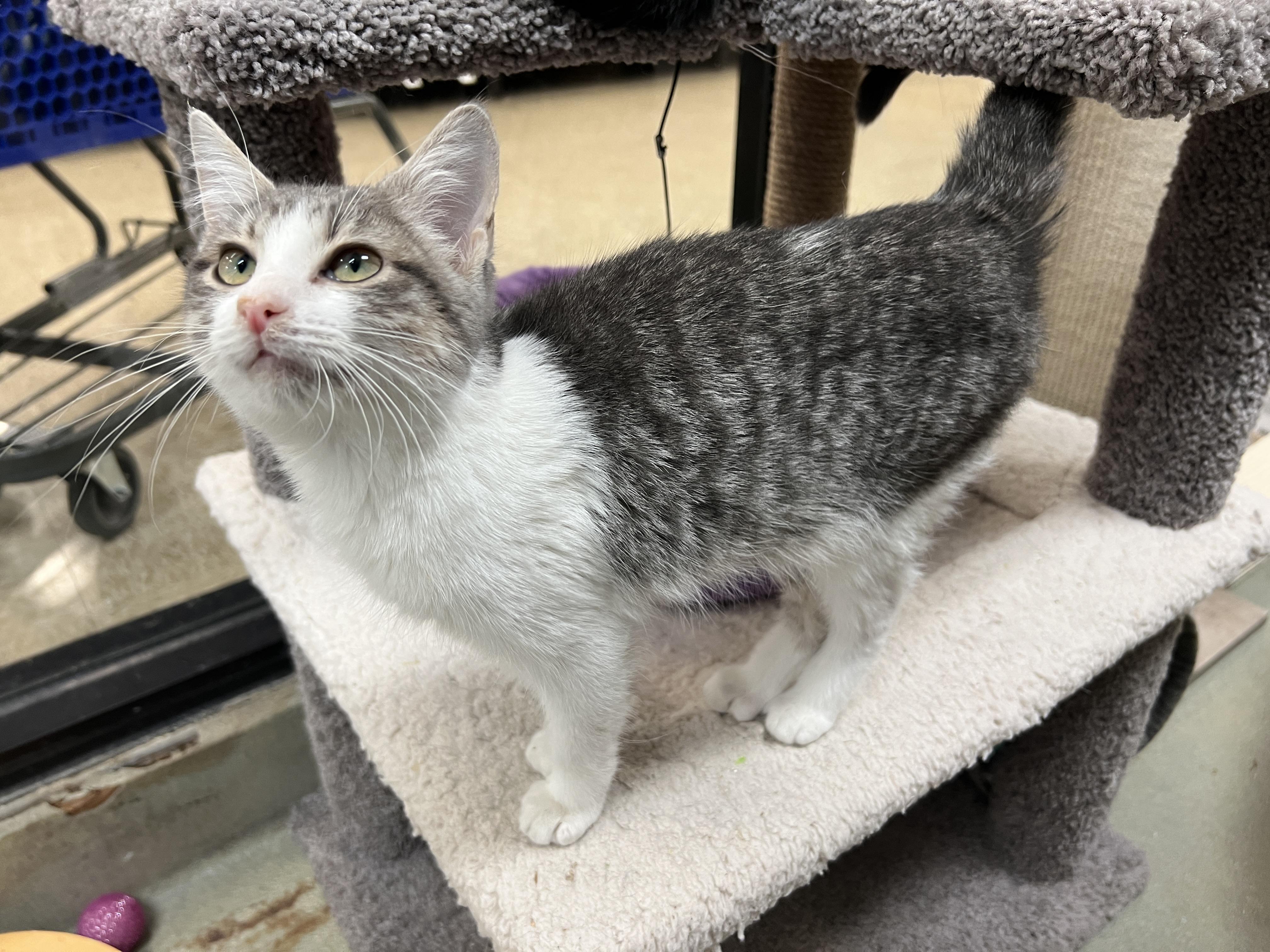 Enlarge Skitter, an adopted mixed breed in Palmetto, FL image 4/5